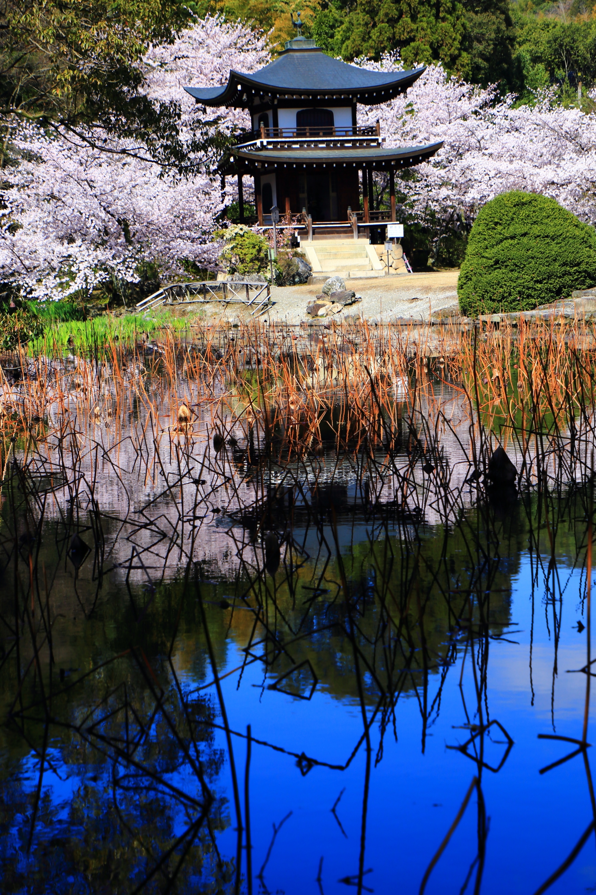 最高の青空と満開の桜の絶品の水鏡