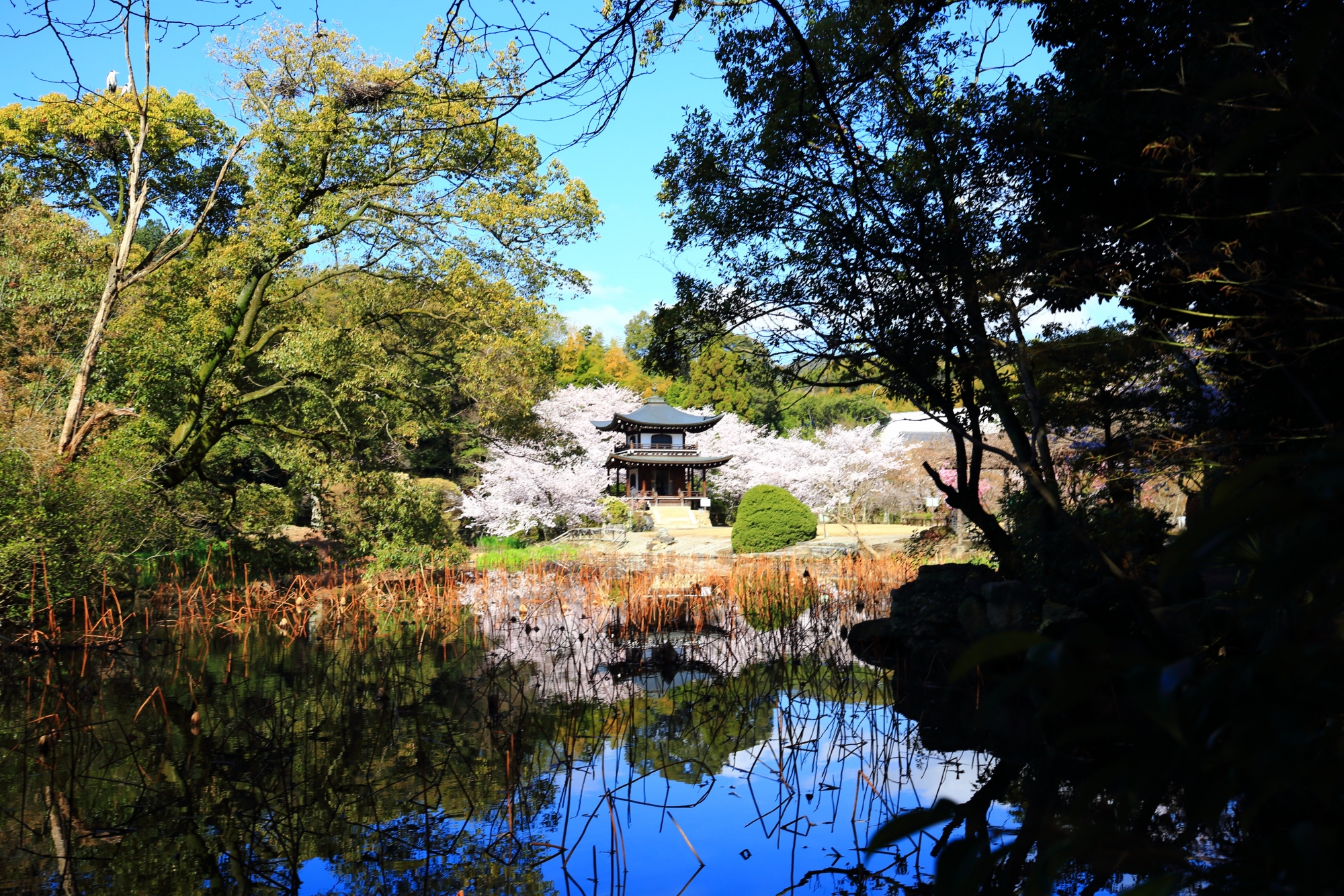 高画質 写真 勧修寺 桜