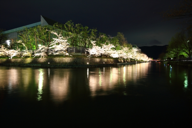 岡崎の琵琶湖疏水の満開の幻想的な桜ライトアップ