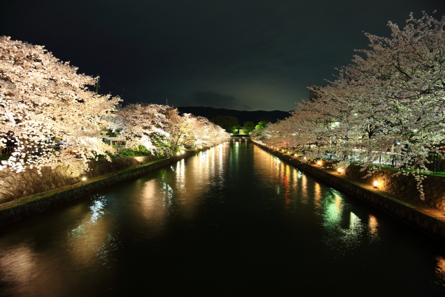 岡崎疏水の夜桜ライトアップ