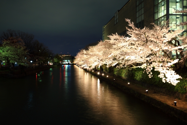 琵琶湖疏水の満開の幻想的な夜桜ライトアップ