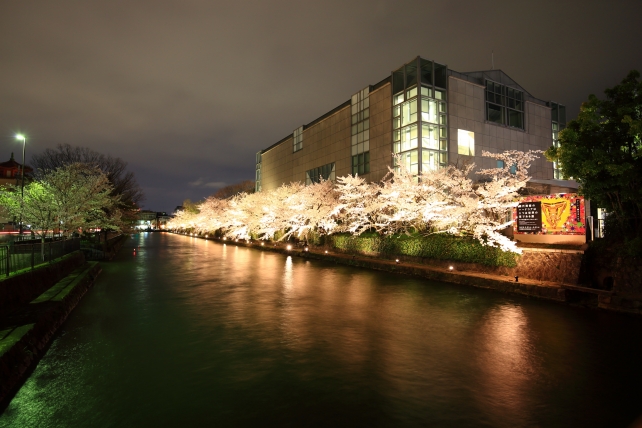桜の名所の岡崎疏水の満開の夜桜ライトアップ