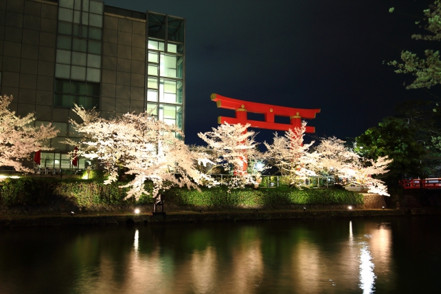 岡崎の琵琶湖疏水の華やかな満開の桜ライトアップと平安神宮の鳥居