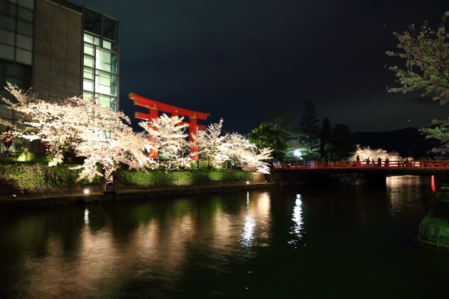 岡崎疏水の平安神宮鳥居と満開の夜桜ライトアップ