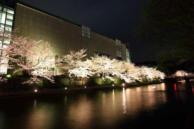 Kyoto Okazaki-Sosui cherry blossoms light up spring