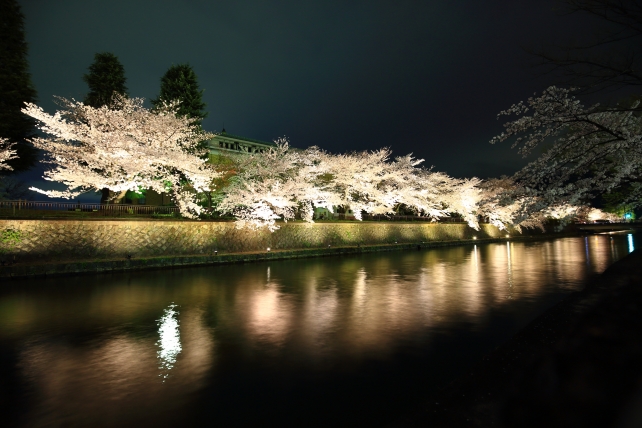 桜の名所の岡崎疏水の満開の幻想的な桜ライトアップ