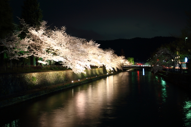 岡崎疏水の満開の優美な桜ライトアップ