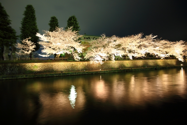 岡崎回廊の満開の夜桜ライトアップ