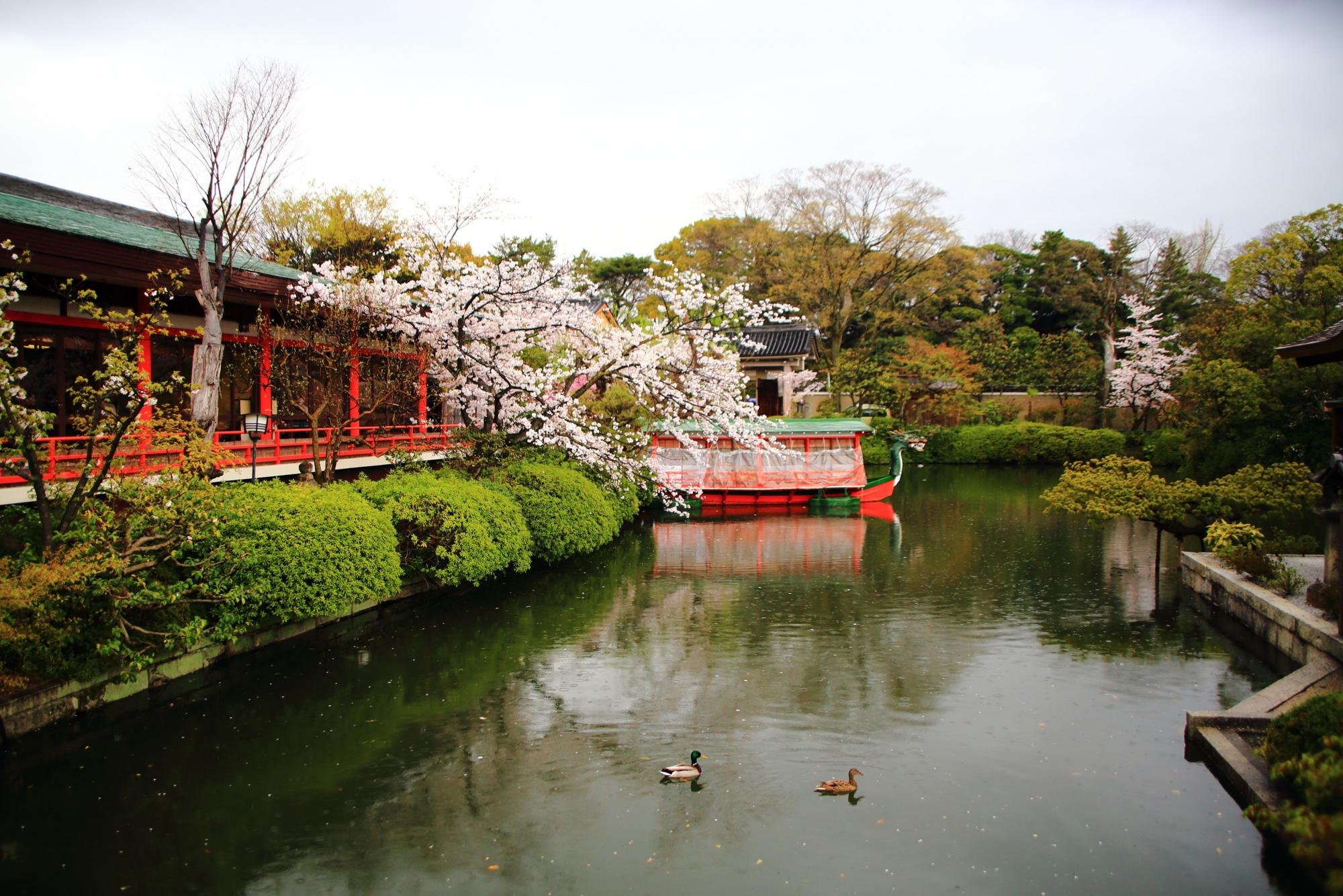 神泉苑の法成就池に浮かぶ龍王船と桜