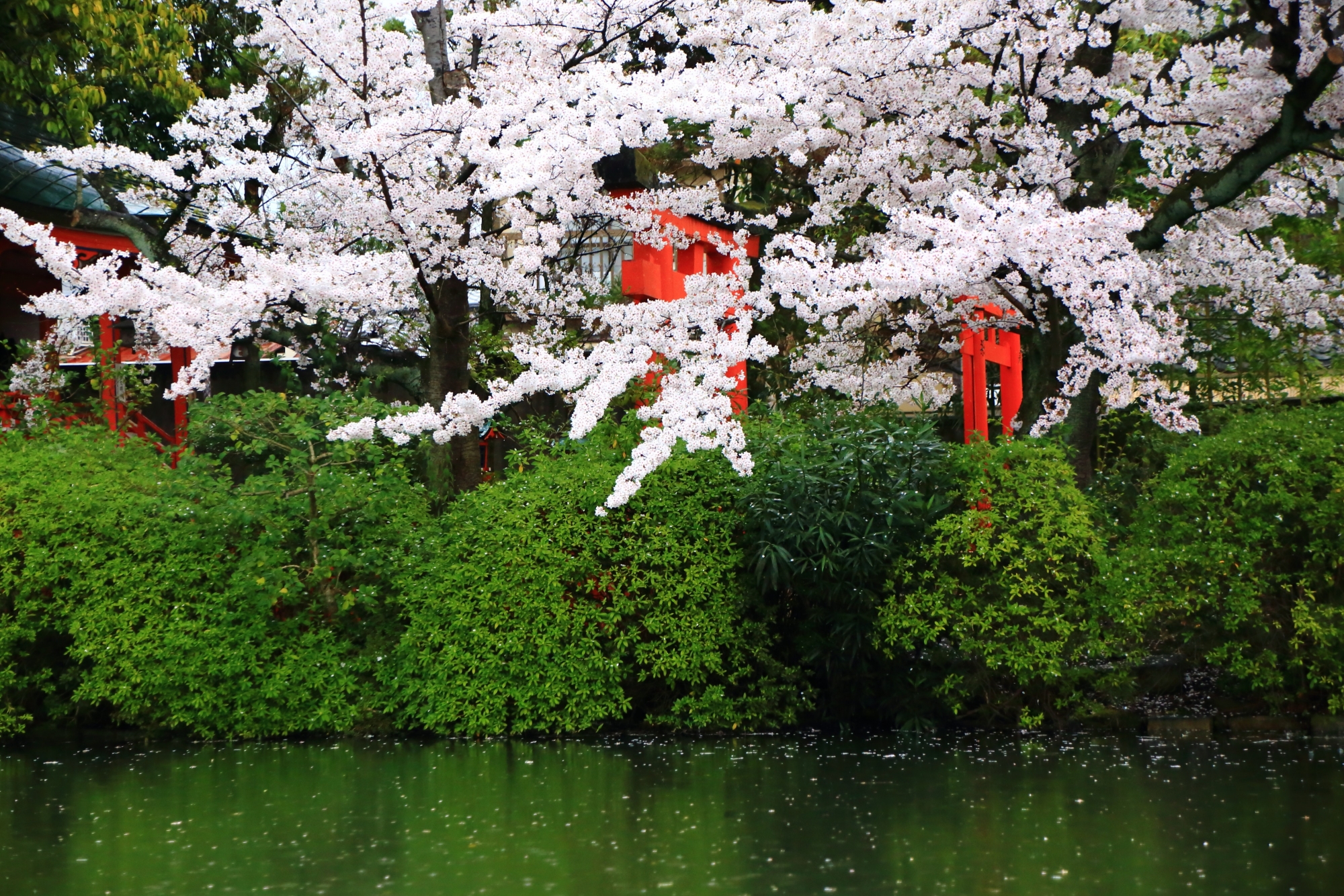 水辺を見事な春色に染める満開の桜と赤い鳥居と緑のつつじの刈り込み