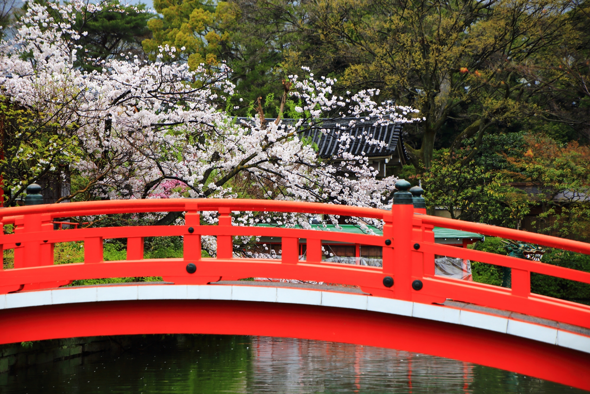 法成橋の赤と桜の白の綺麗なコントラスト