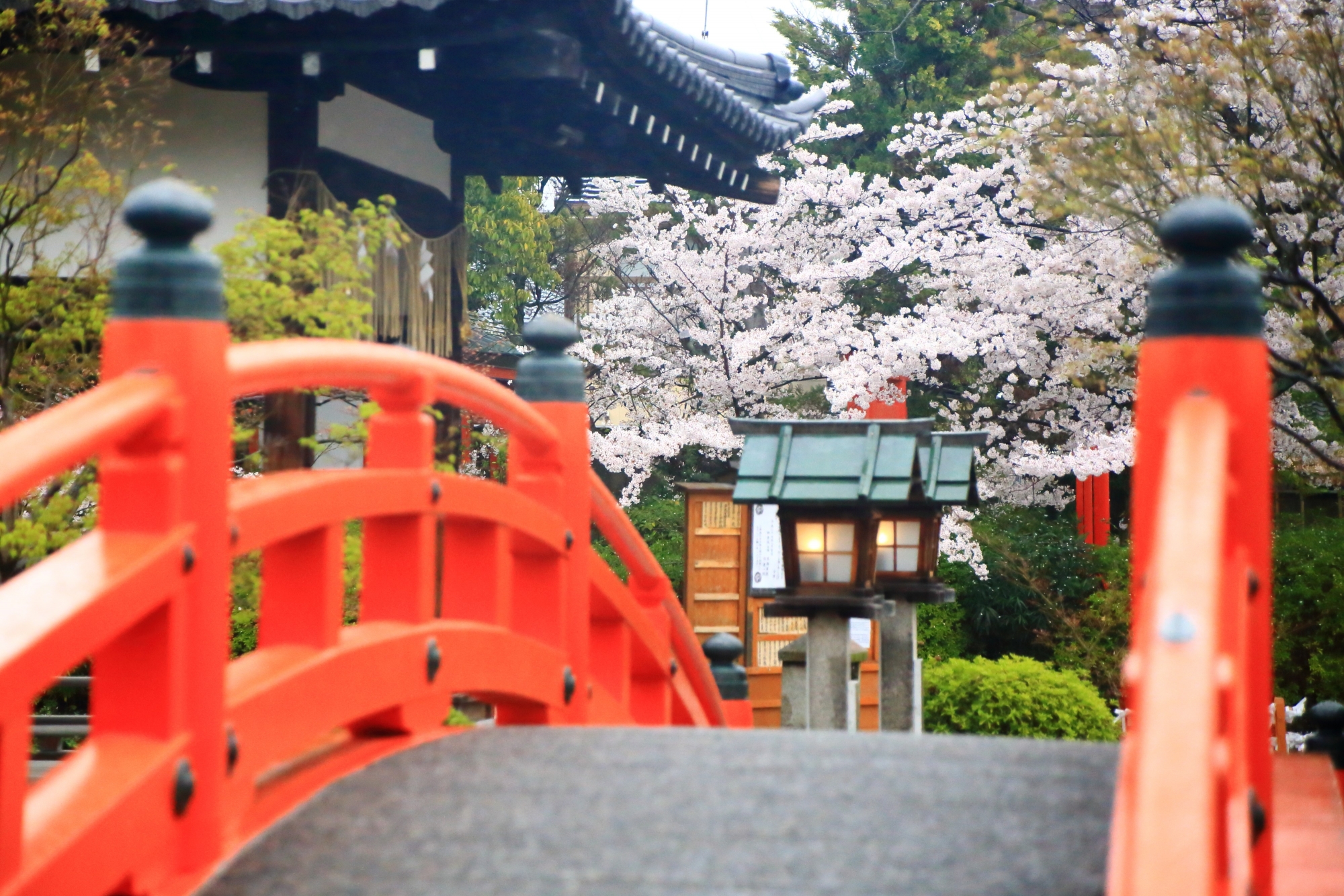 法成橋の向こう側で咲き誇る桜