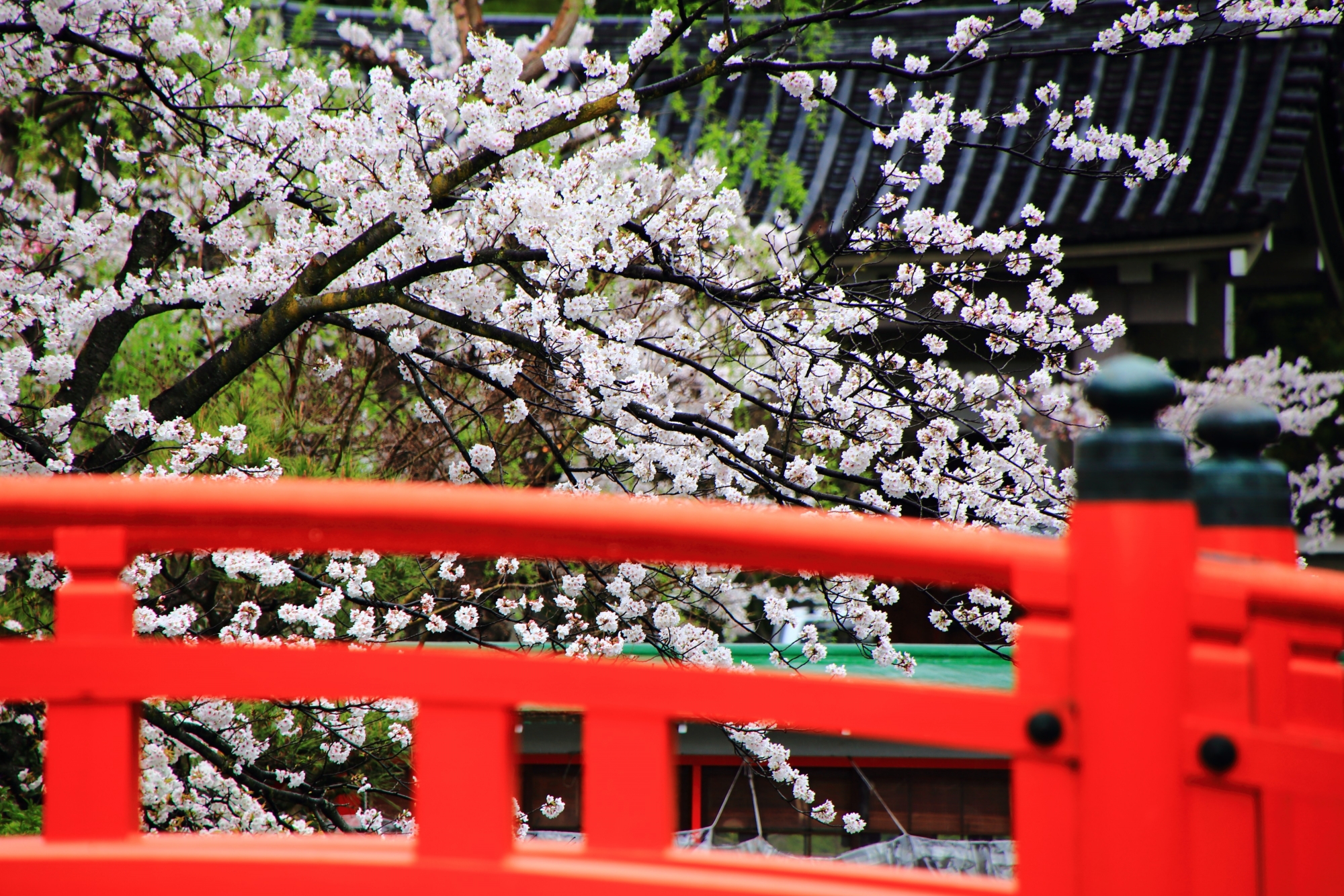 橋の赤い欄干から見える華やかな桜