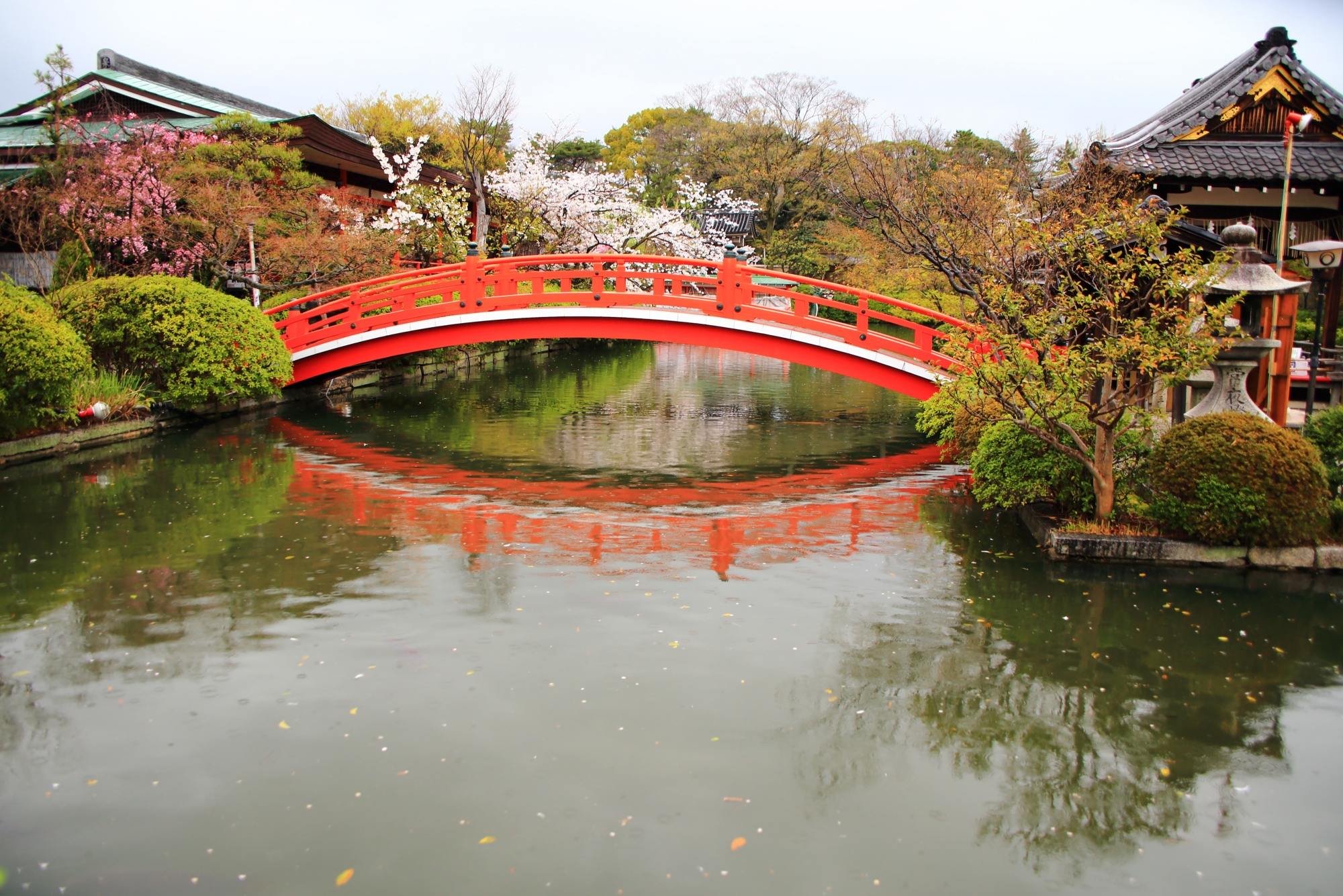 赤い法成橋と桜