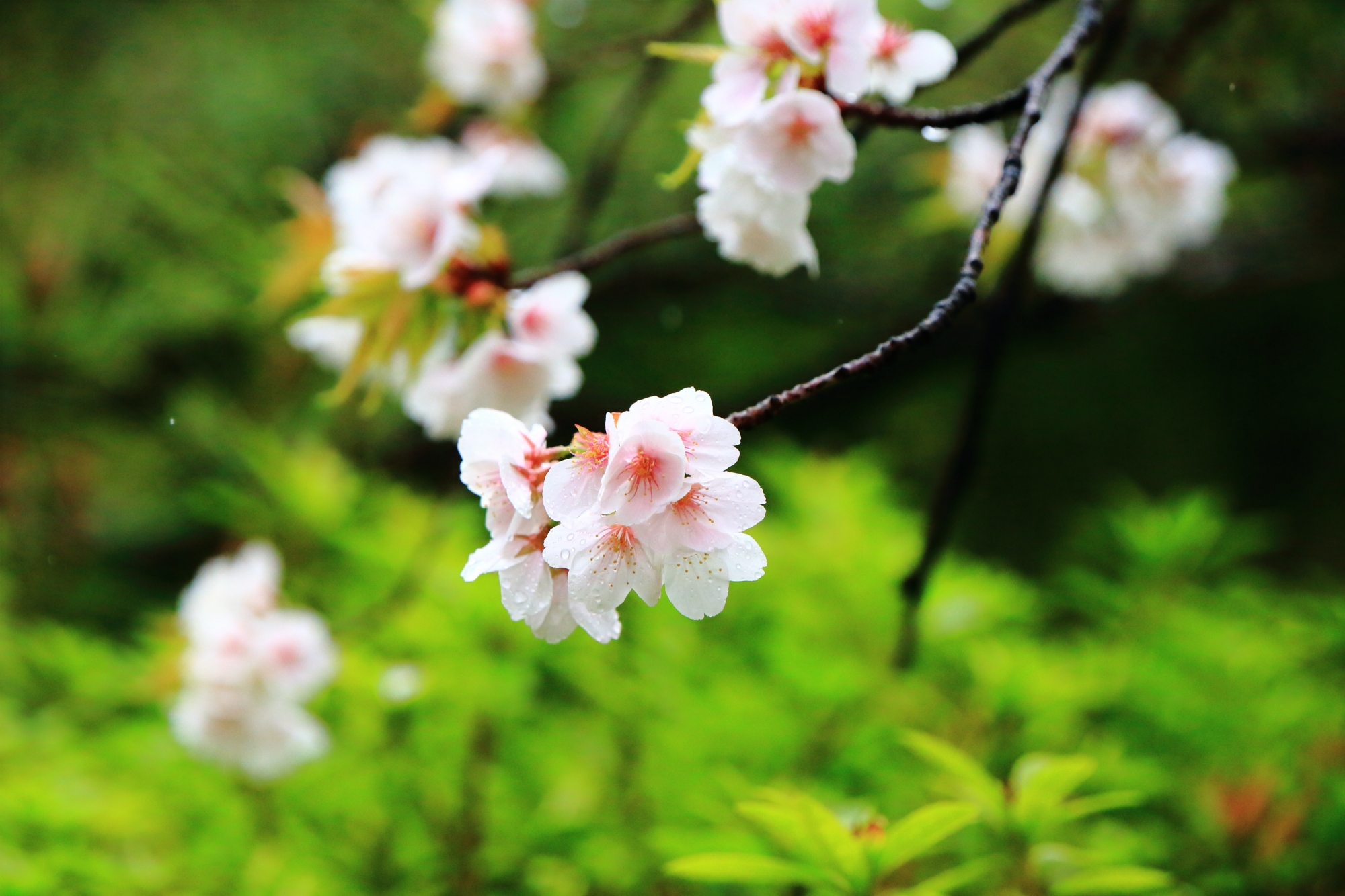 背景の緑に映える雨で華やぐ白い桜