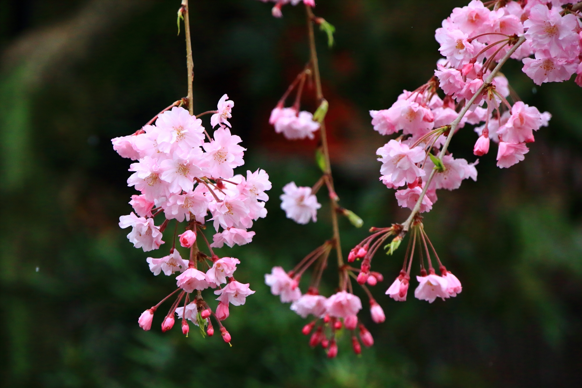 雨になびく鮮やかなピンクのしだれ桜