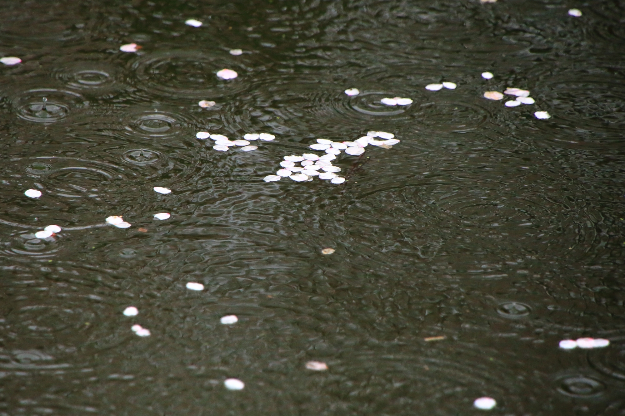 雨の落ちる法成就池に浮かぶ散り桜