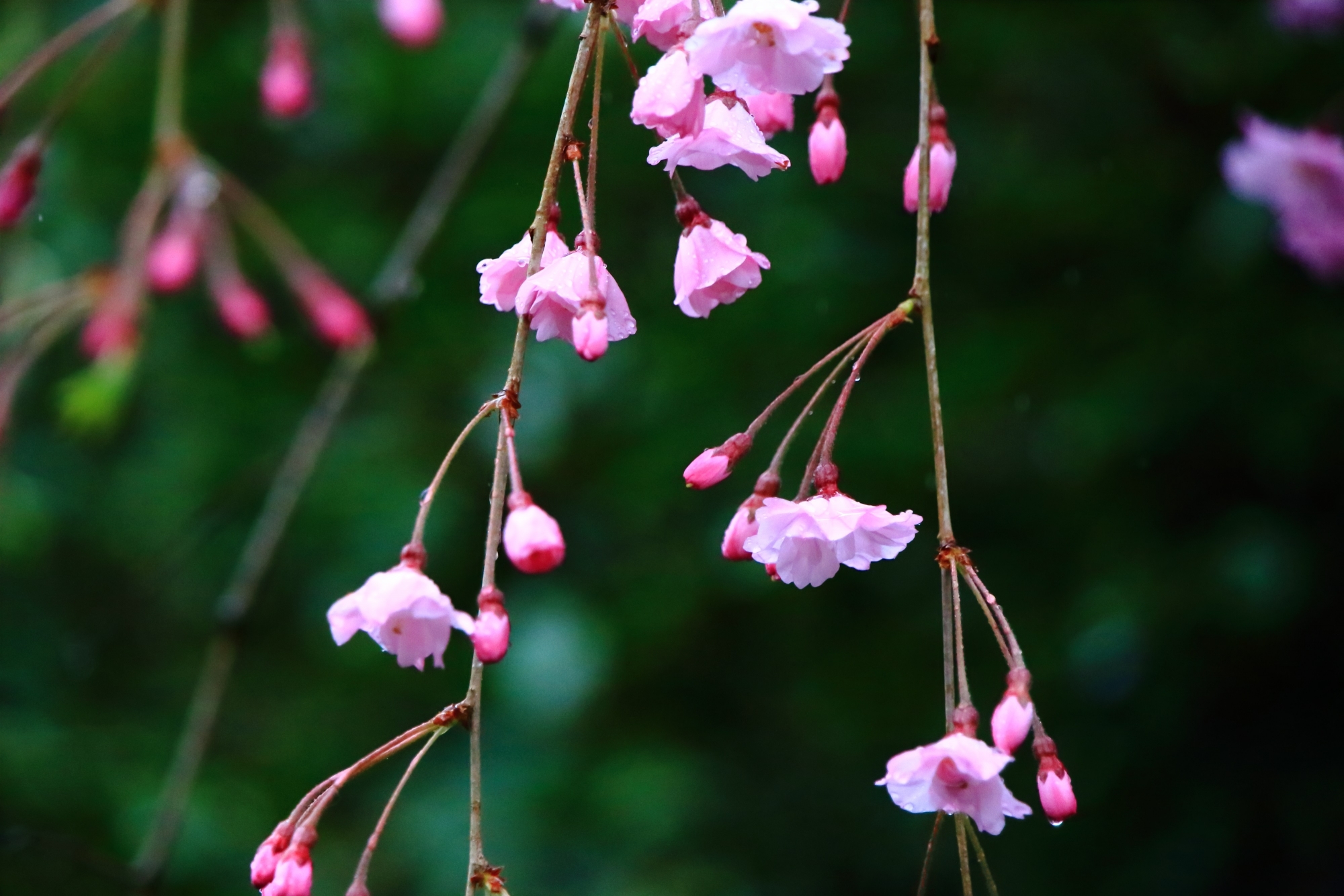 見事な淡い色合いの花をつけるしなやかな枝垂れ桜
