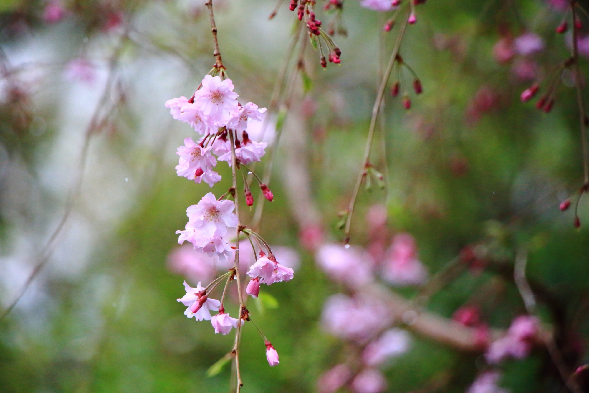 雨で輝くピンクの可憐な花