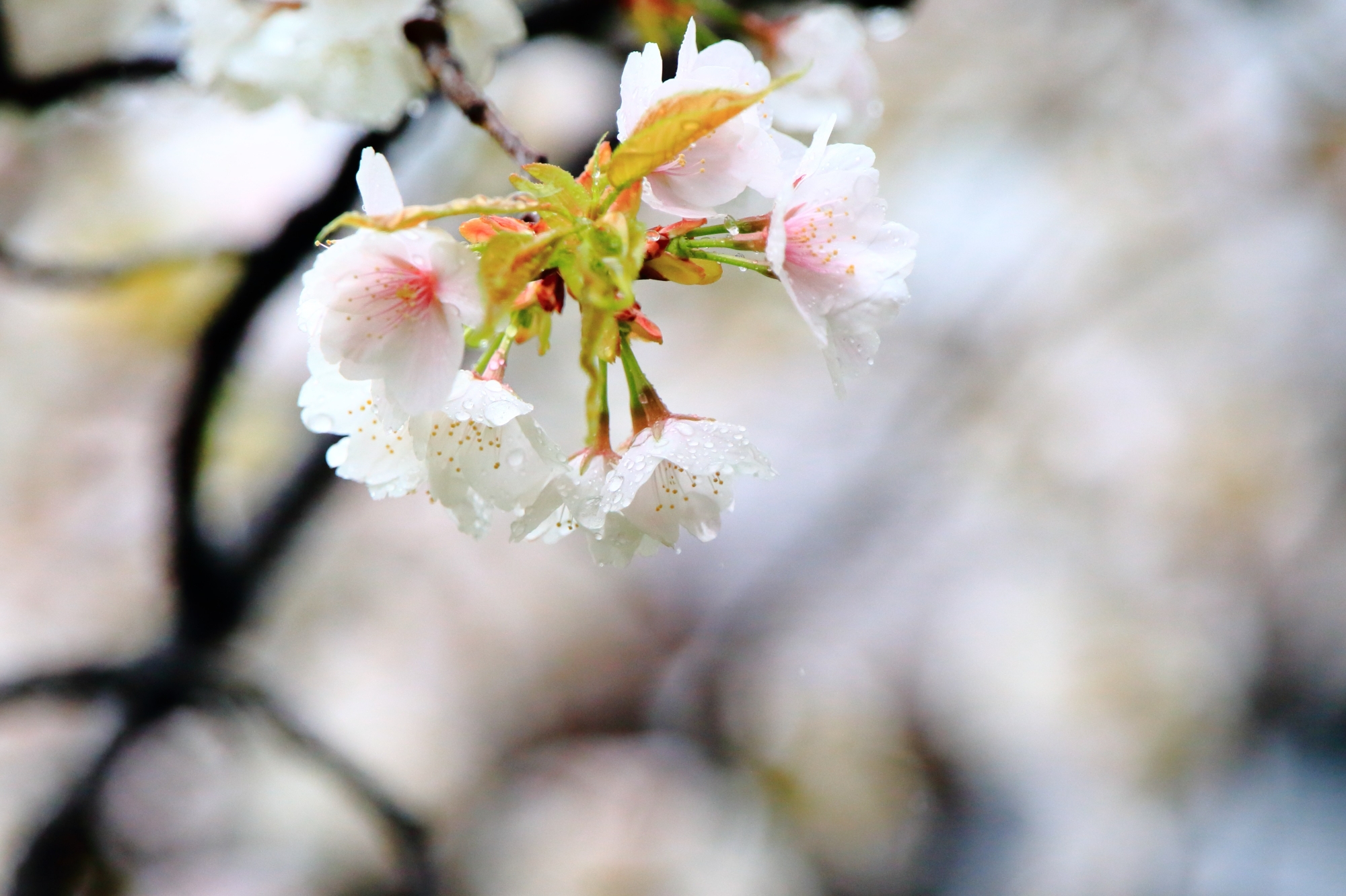 雨水の滴る優美な桜