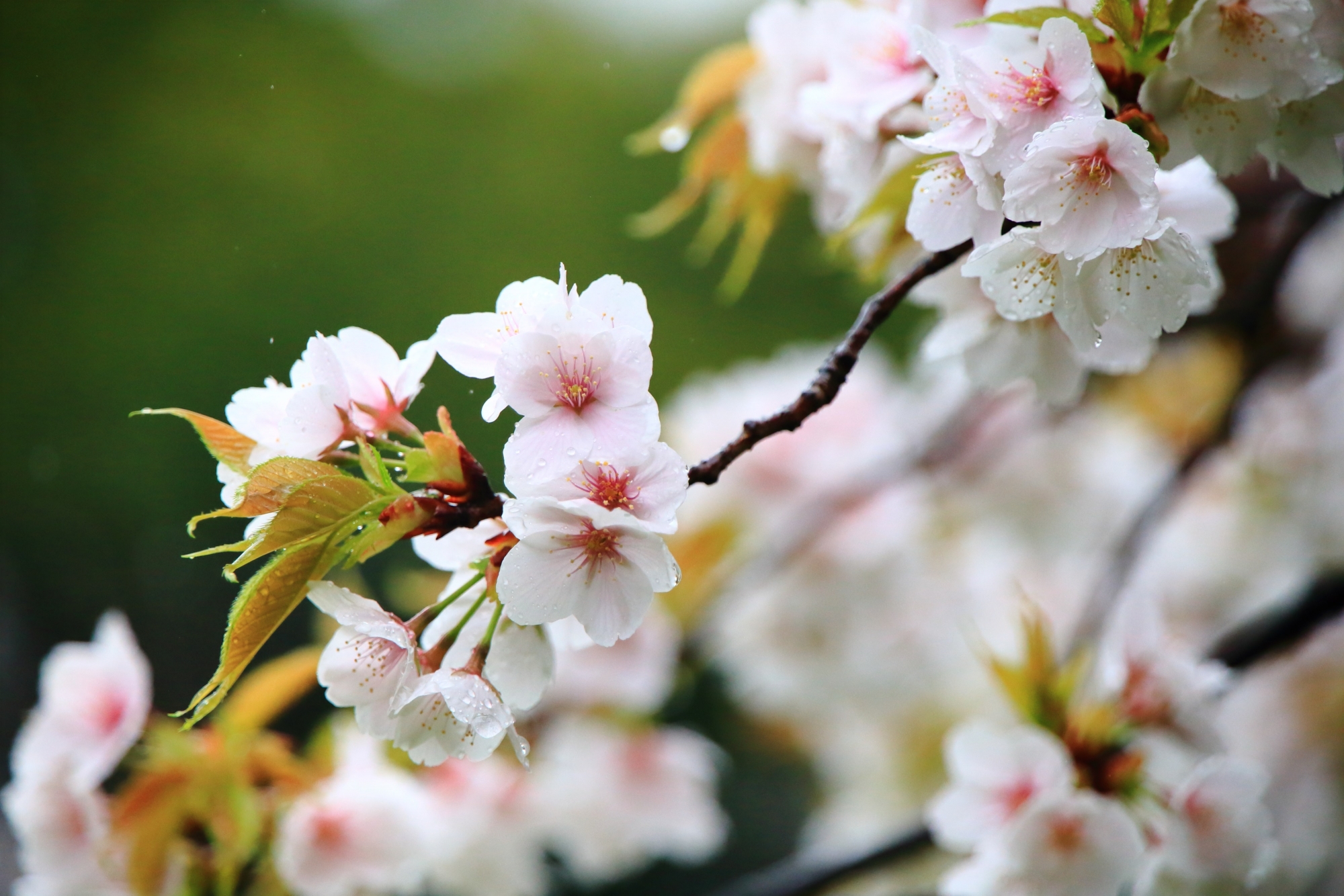 潤いの桜につつまれる春の神泉苑