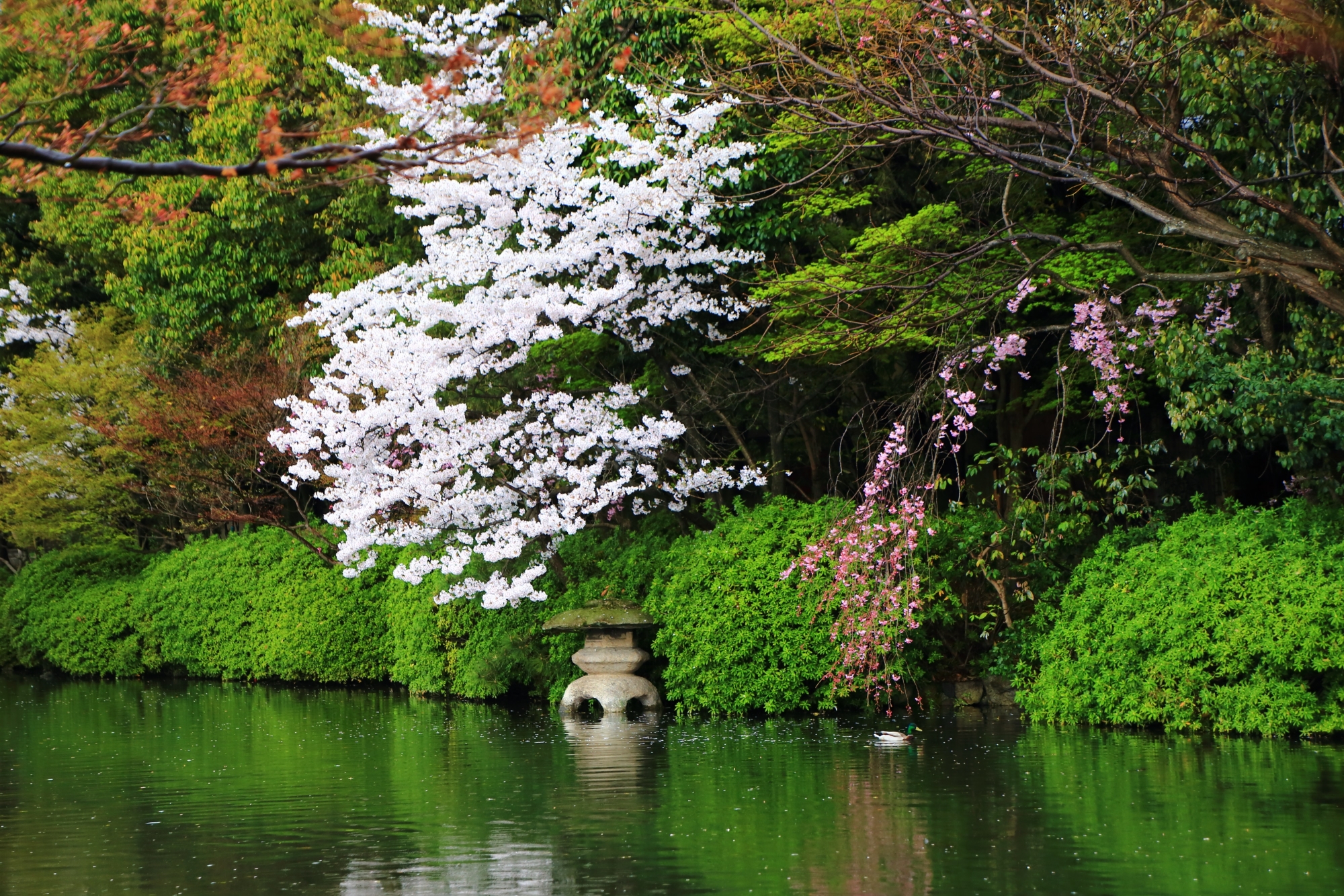 法成就池にある水面に浮かぶ燈籠と桜