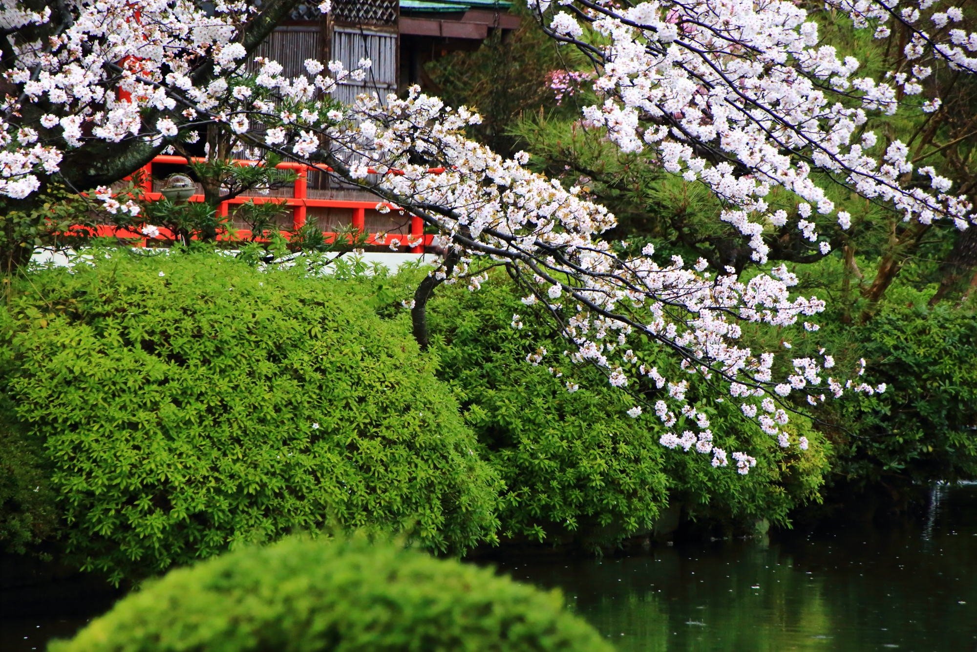 鮮やかな緑の刈り込みに映える水面にせり出す桜