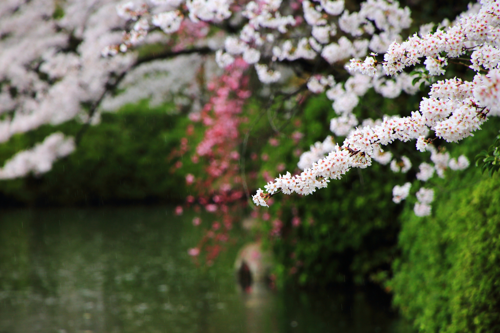元気な花をいっぱいにつけた水辺の桜