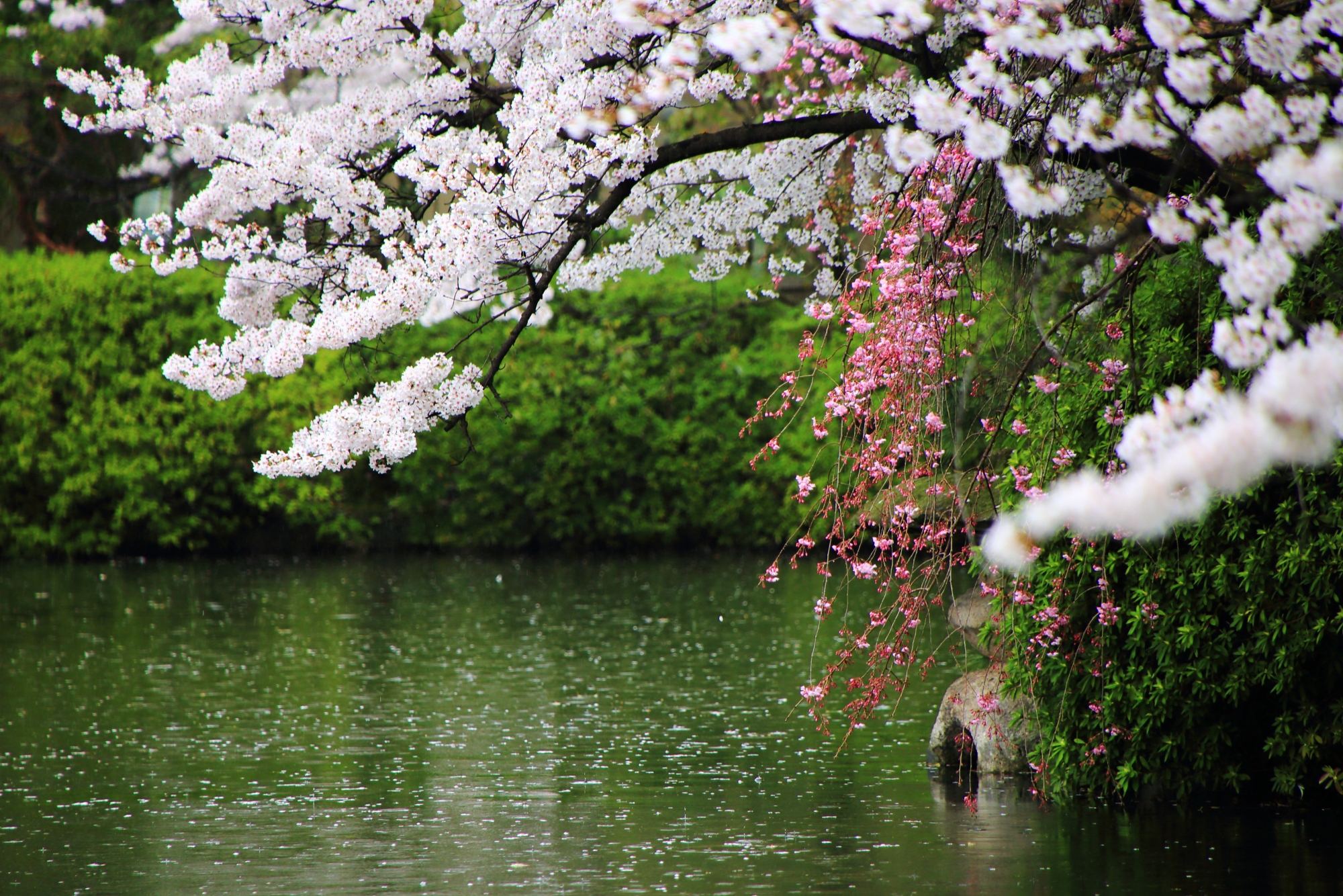 水面につきそうなくらいに枝垂れるピンクのしだれ桜
