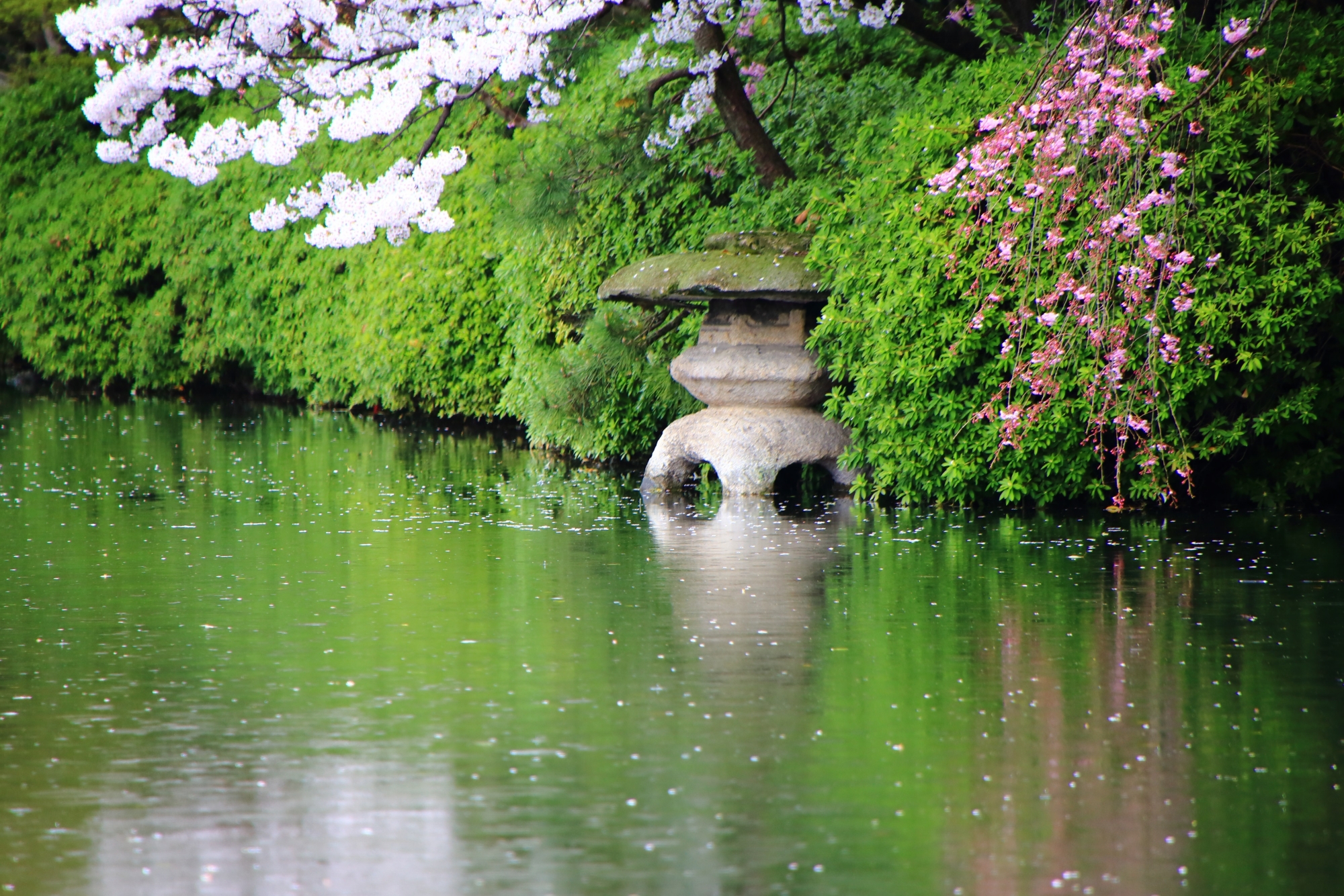 神泉苑の水面に立つ燈籠と紅白の桜