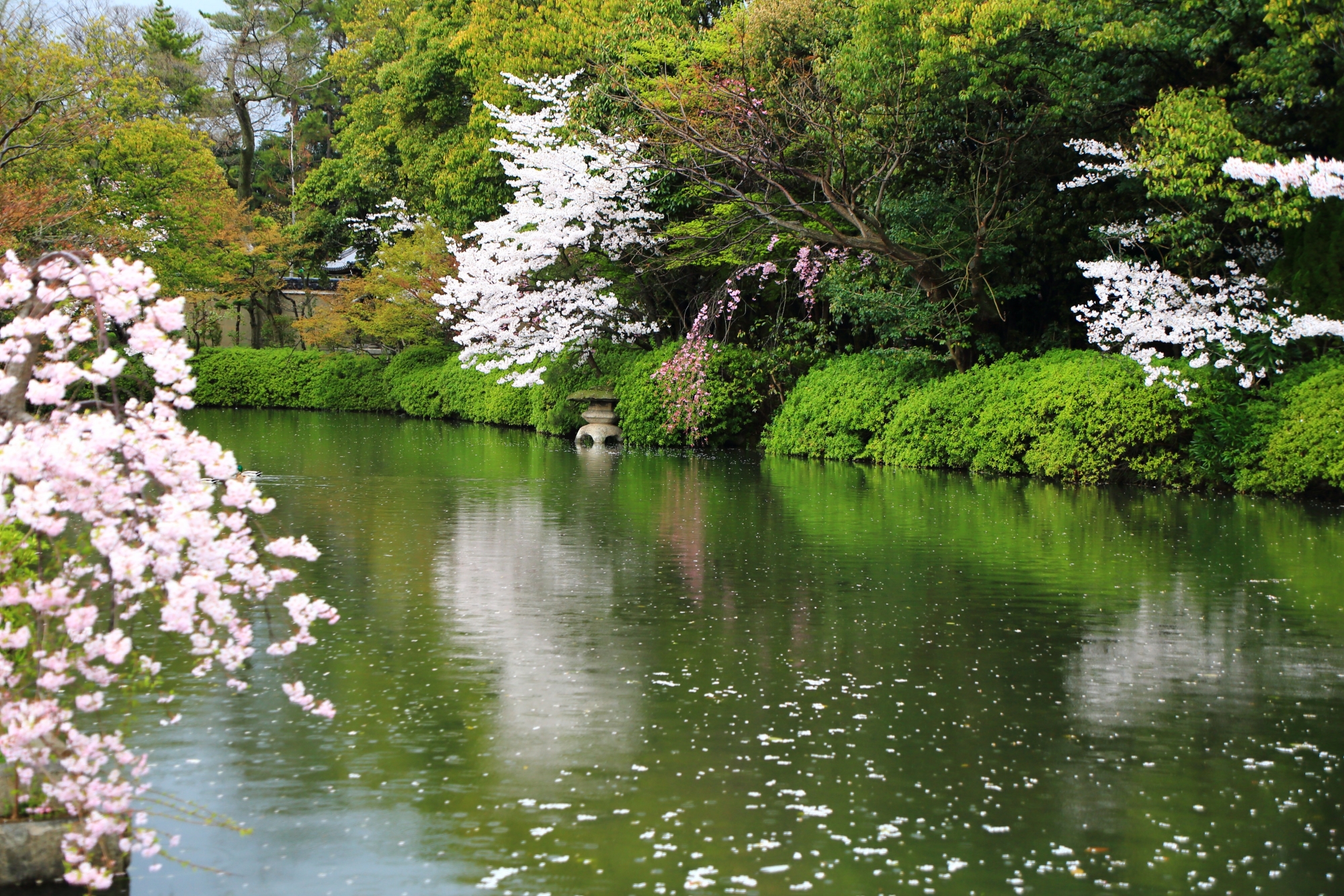 神泉苑の美しい水辺を華やかに彩る桜