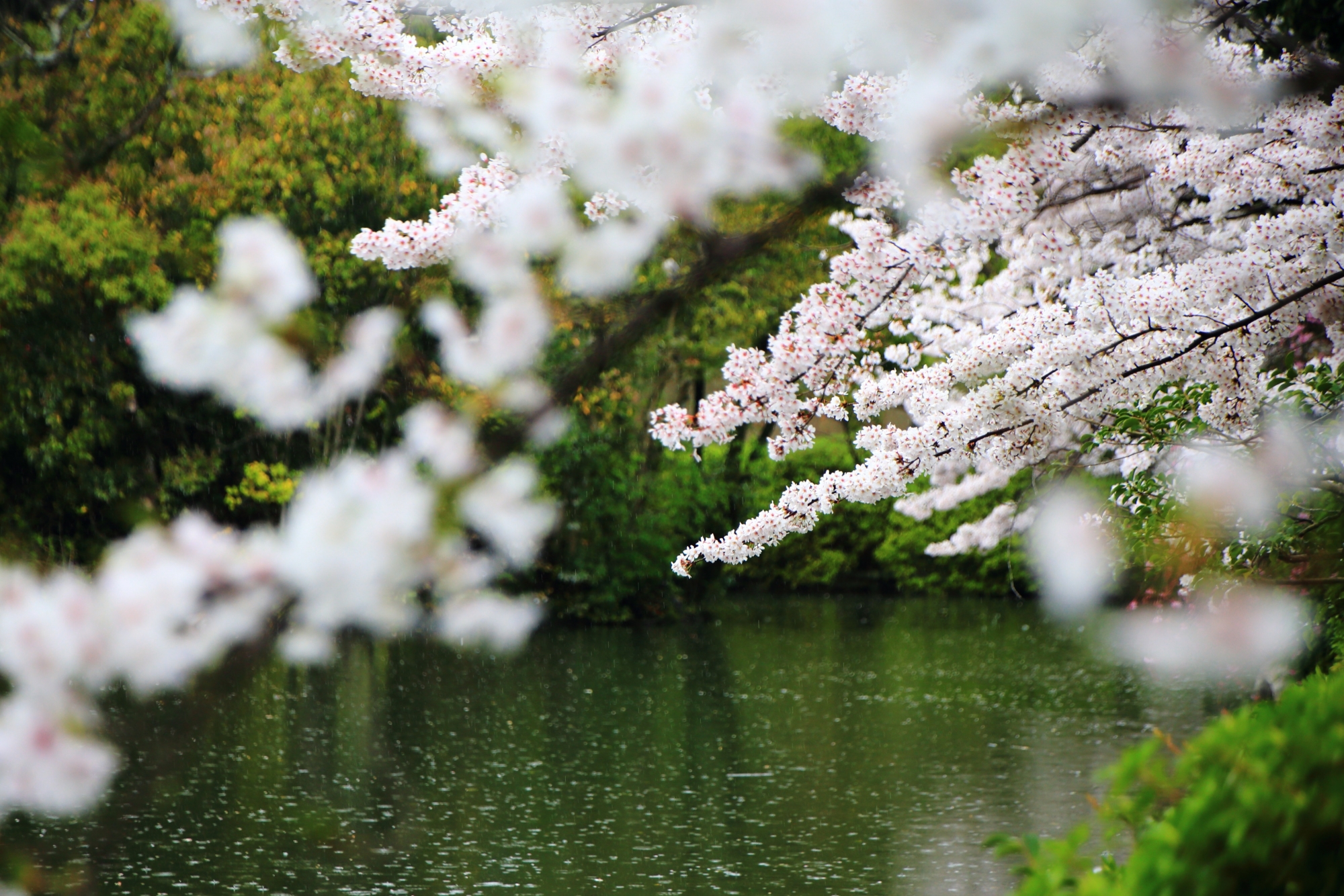 水面を華やぐ満開の桜