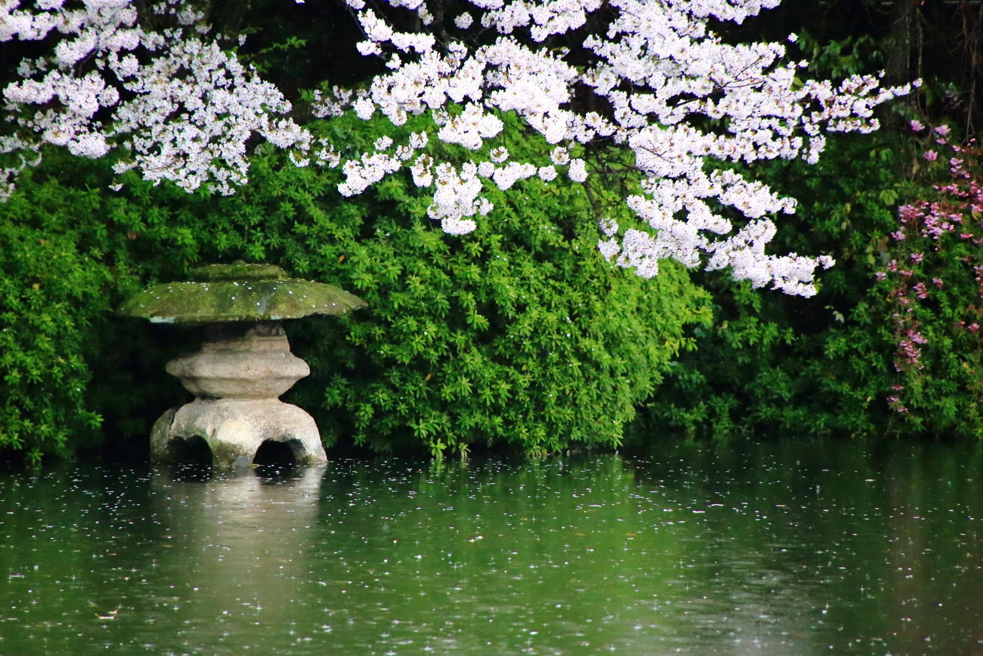 つつじの刈り込みに埋もれた水辺の燈籠を春色に染める桜
