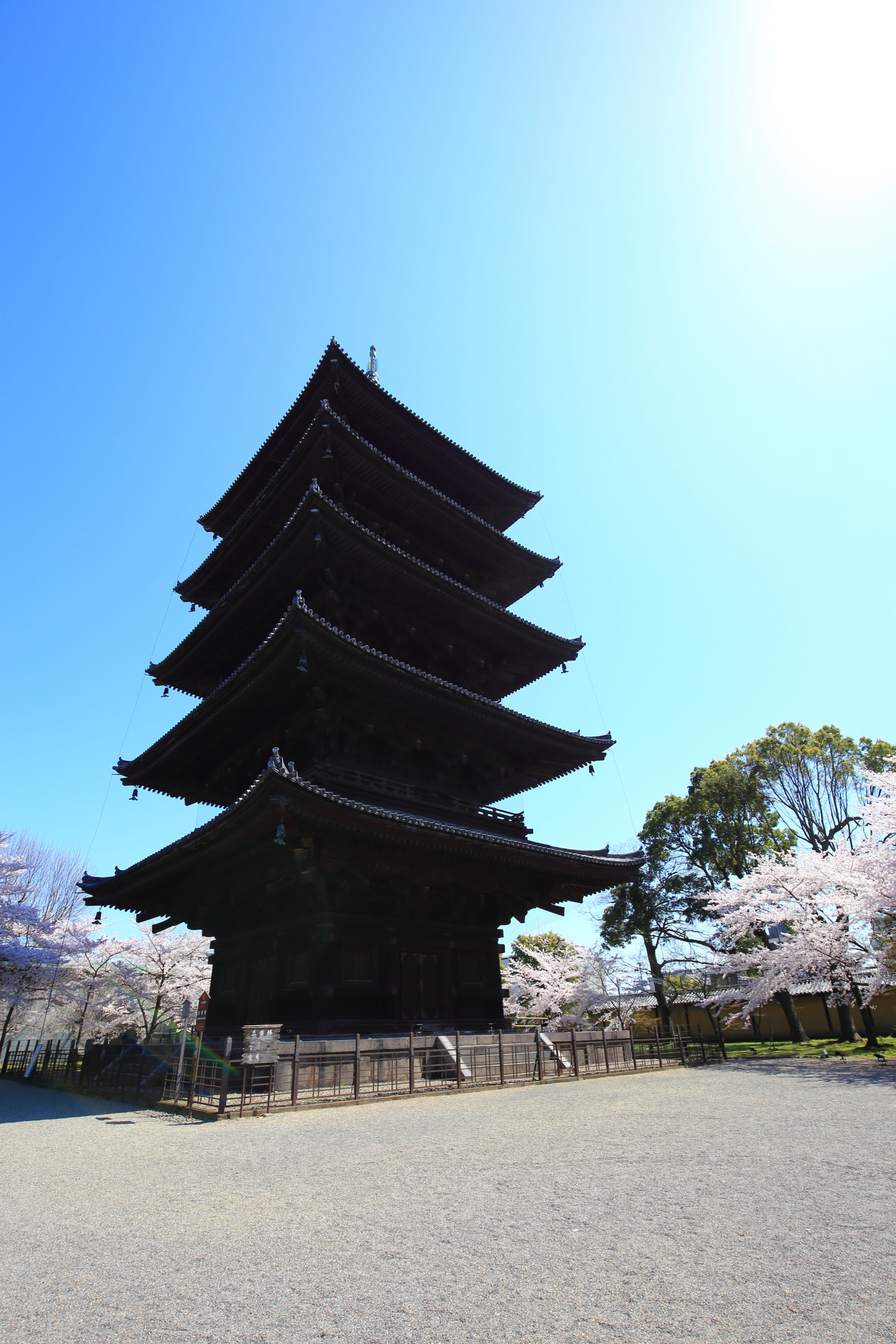 大きな五重塔と青空を引き立てる桜