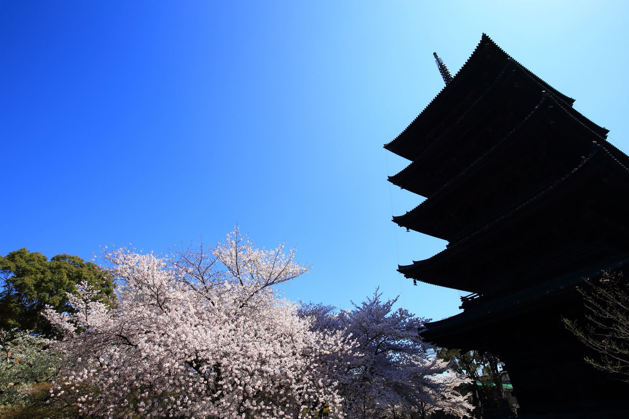 青空の下の五重塔のシルエットと咲き誇る桜