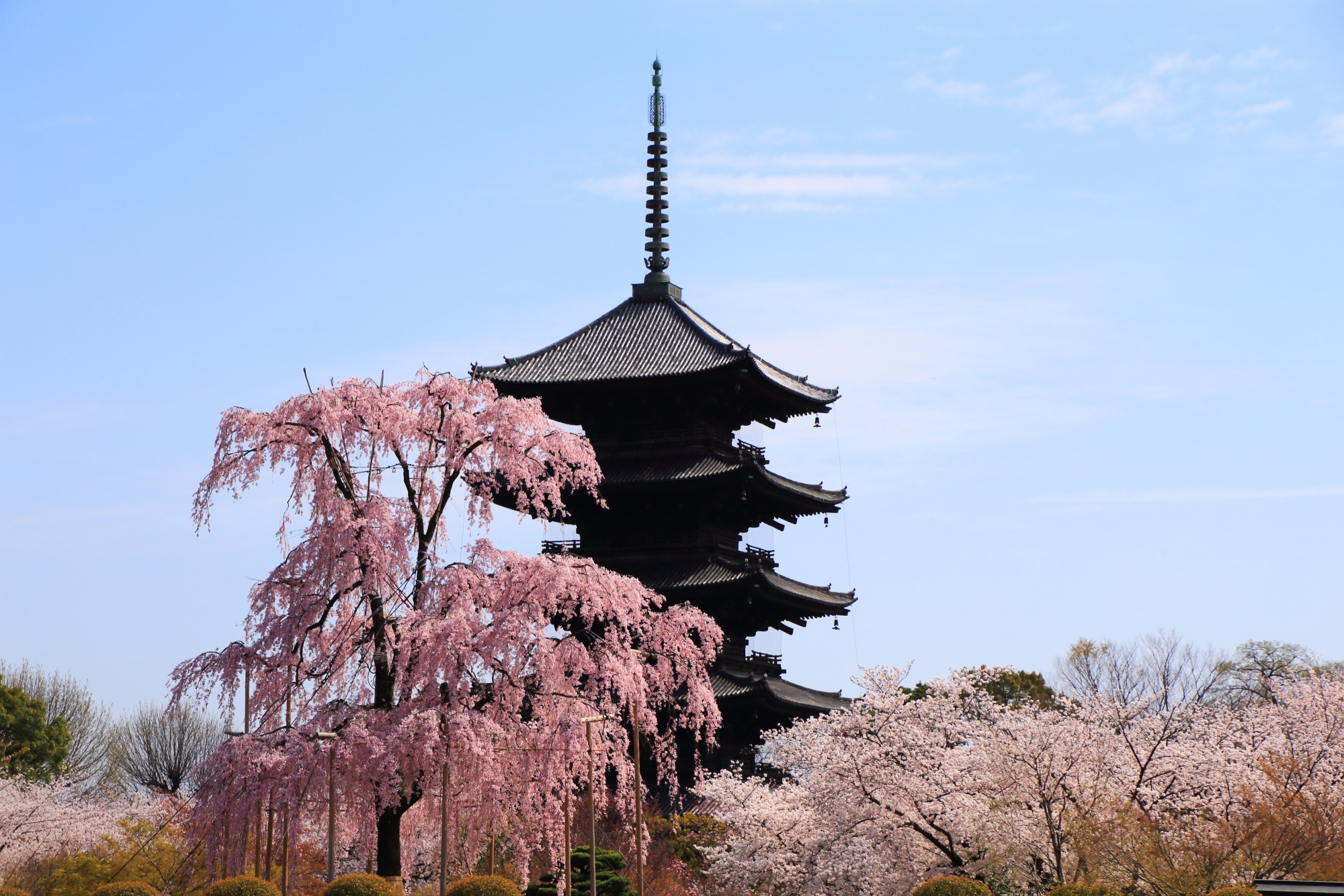 東寺の絵になる桜の風景