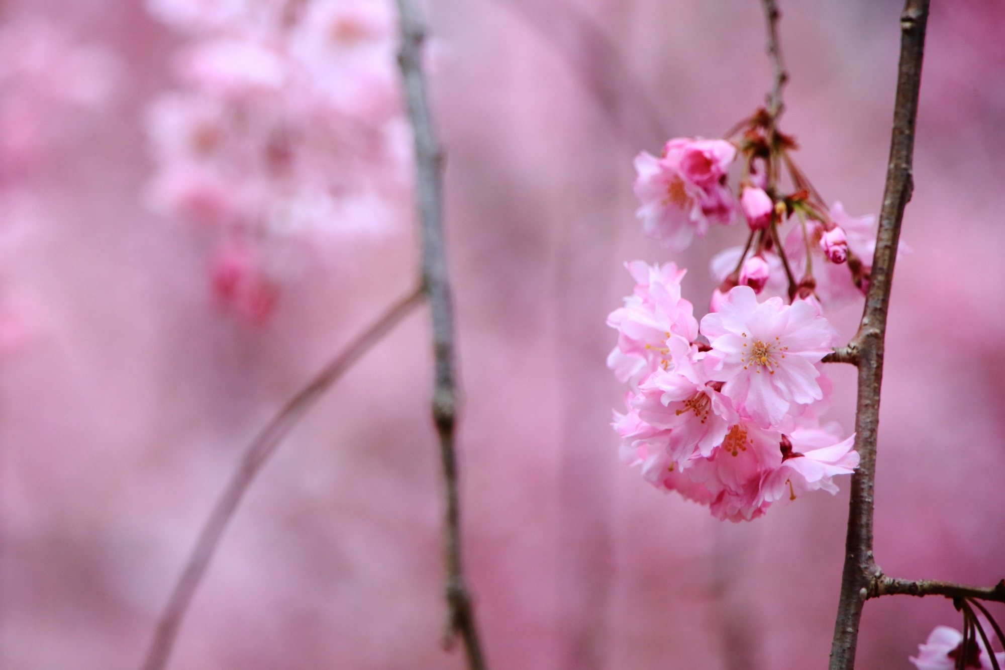淡い春色の中で咲く可愛い桜の花