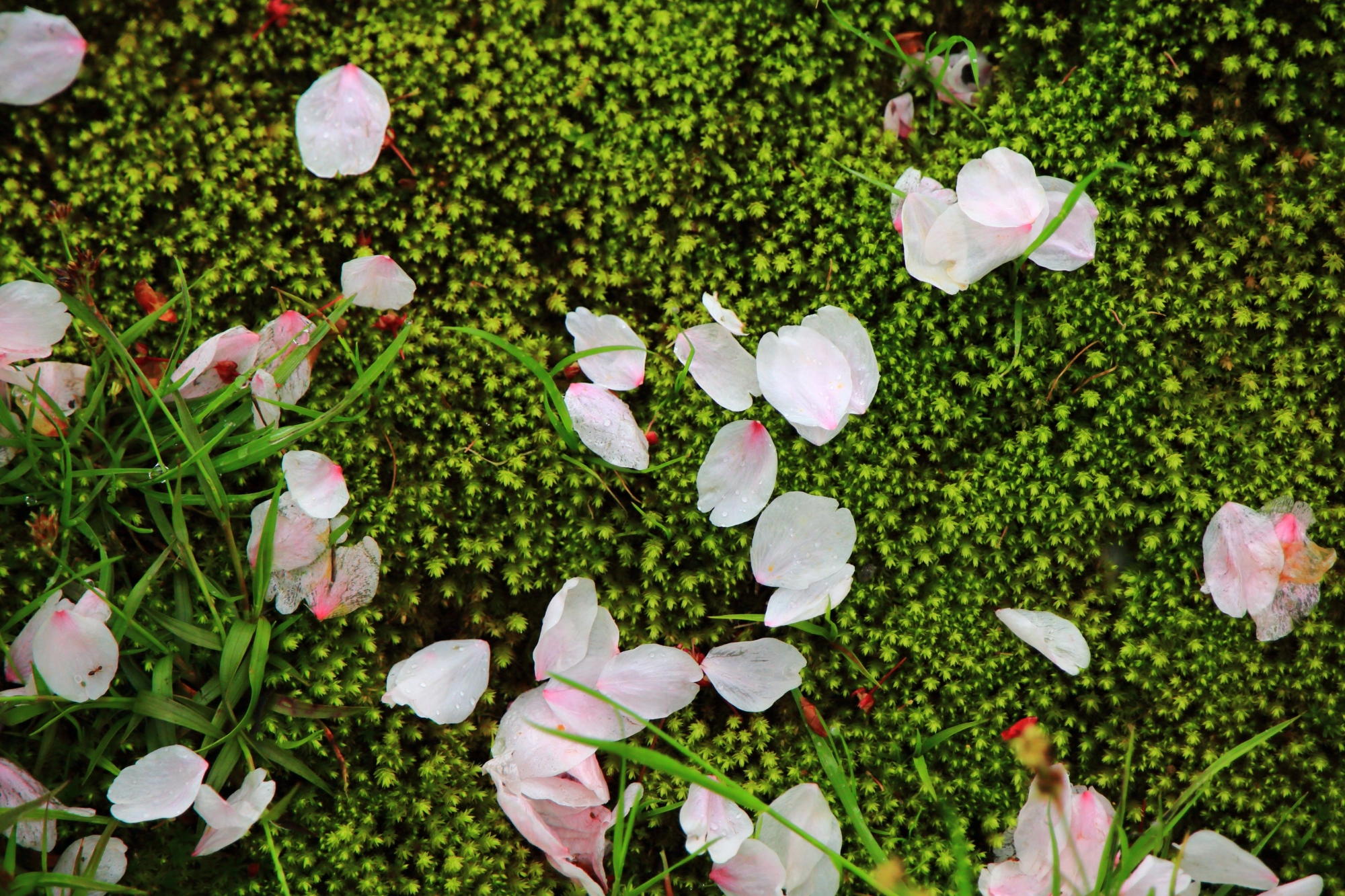 緑の苔に散った淡いピンクの花びら