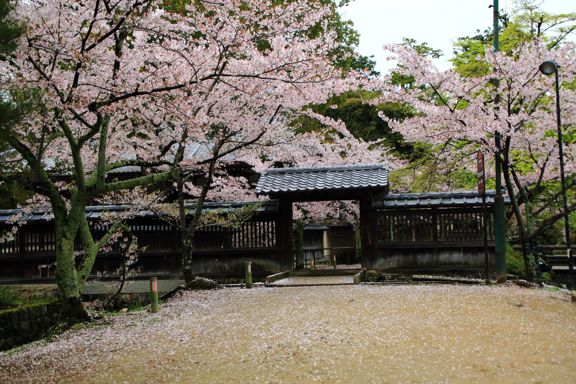 大沢池（おおさわのいけ）の入口周辺の桜と散り桜