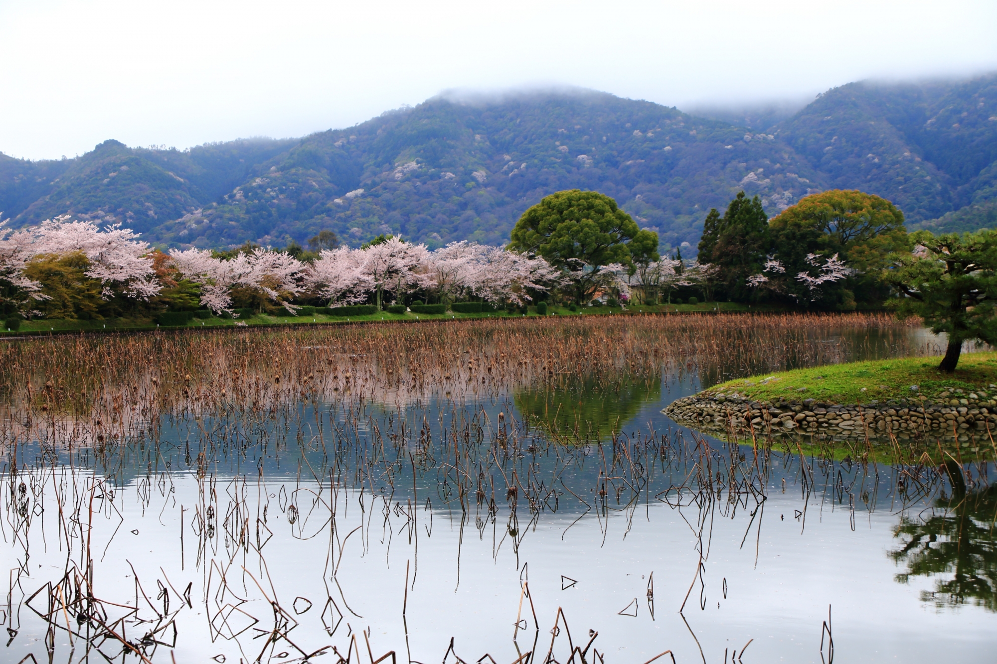 大沢池畔の桜並木