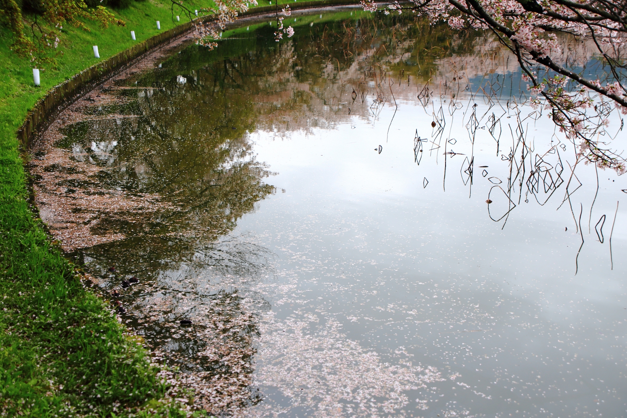 池に溜まった散り桜