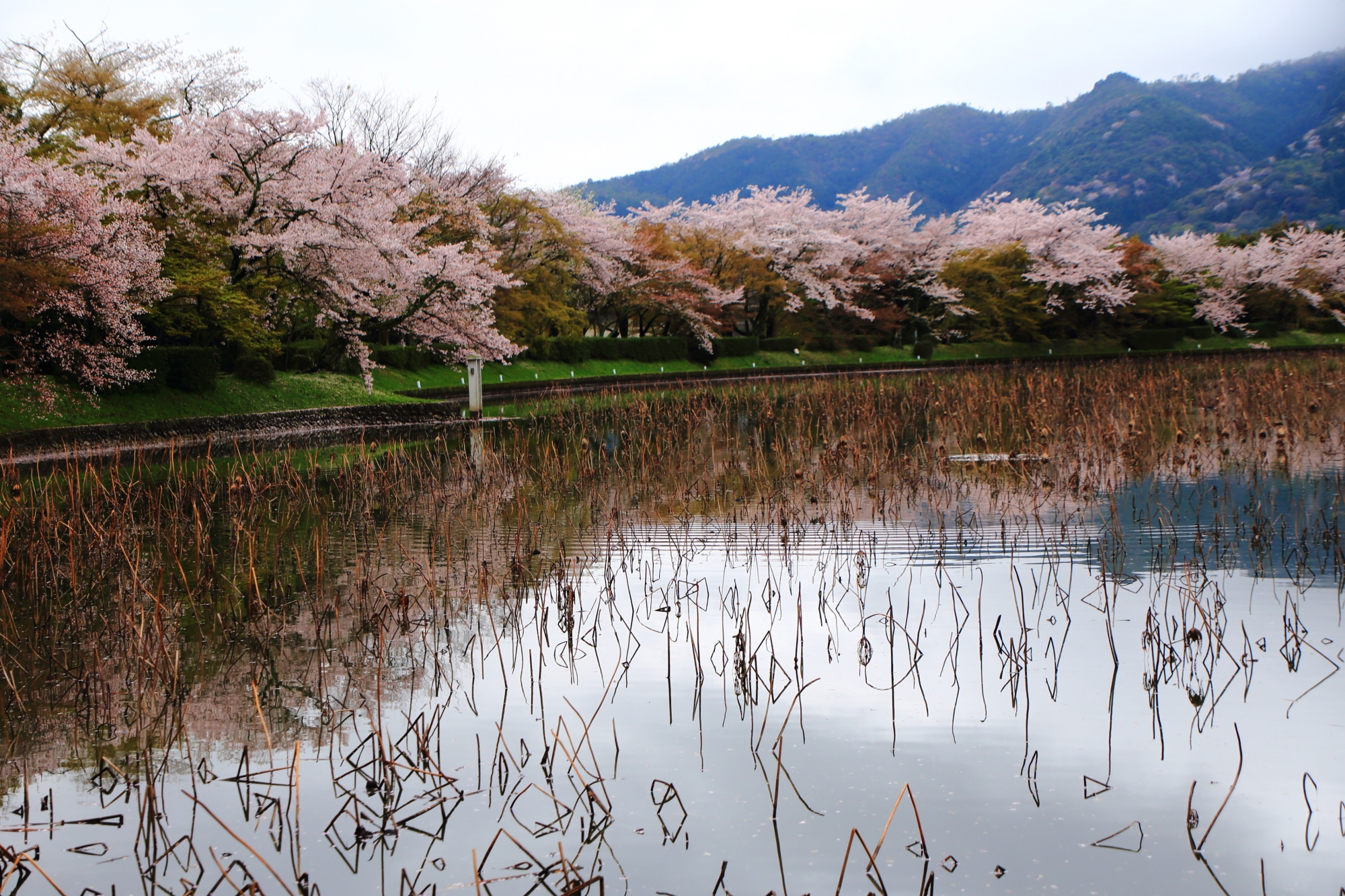 池に出来たほのかな桜の水鏡