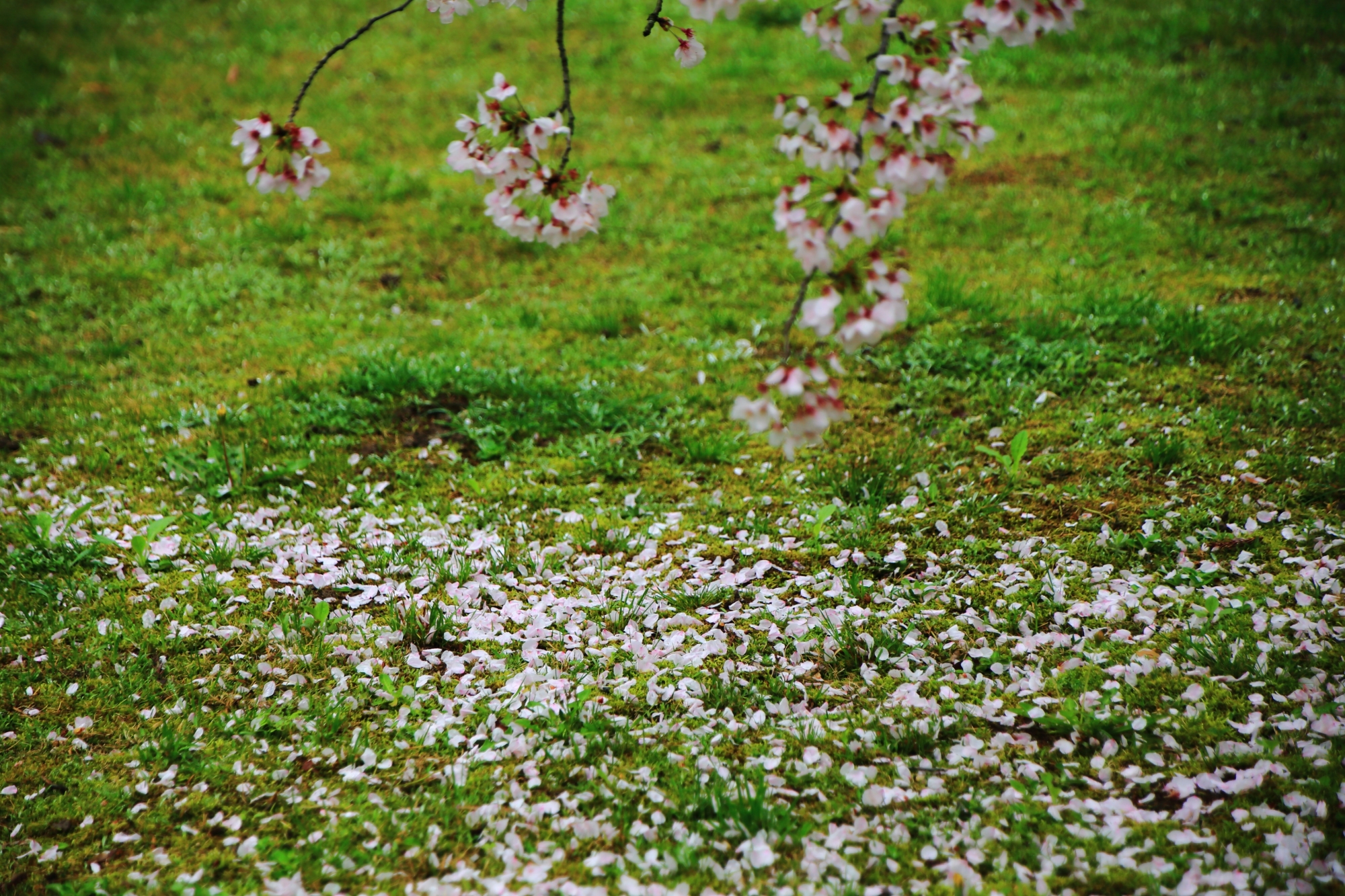 緑の芝生に散った華やかな散り桜