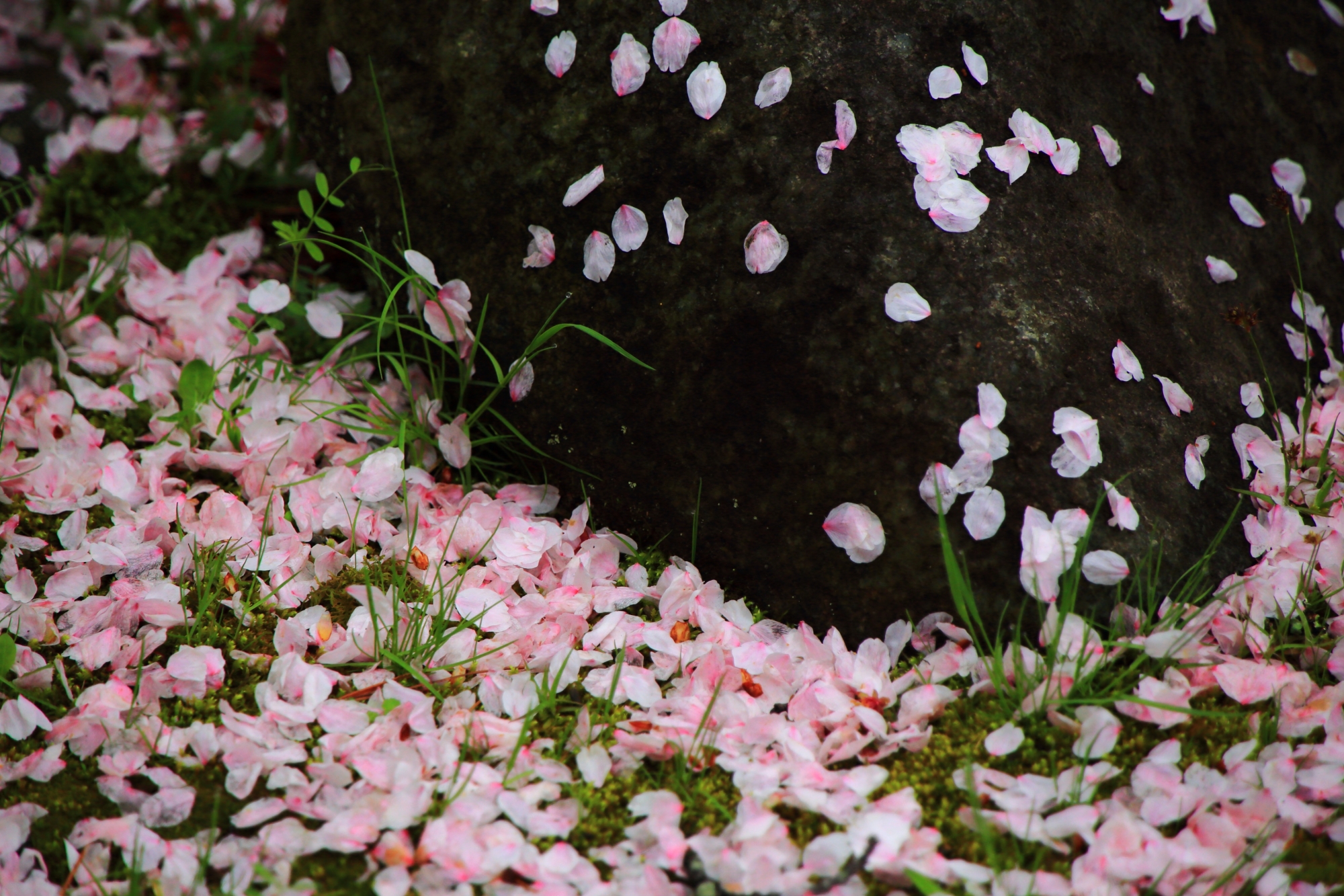 潤いの散り桜につつまれる大覚寺
