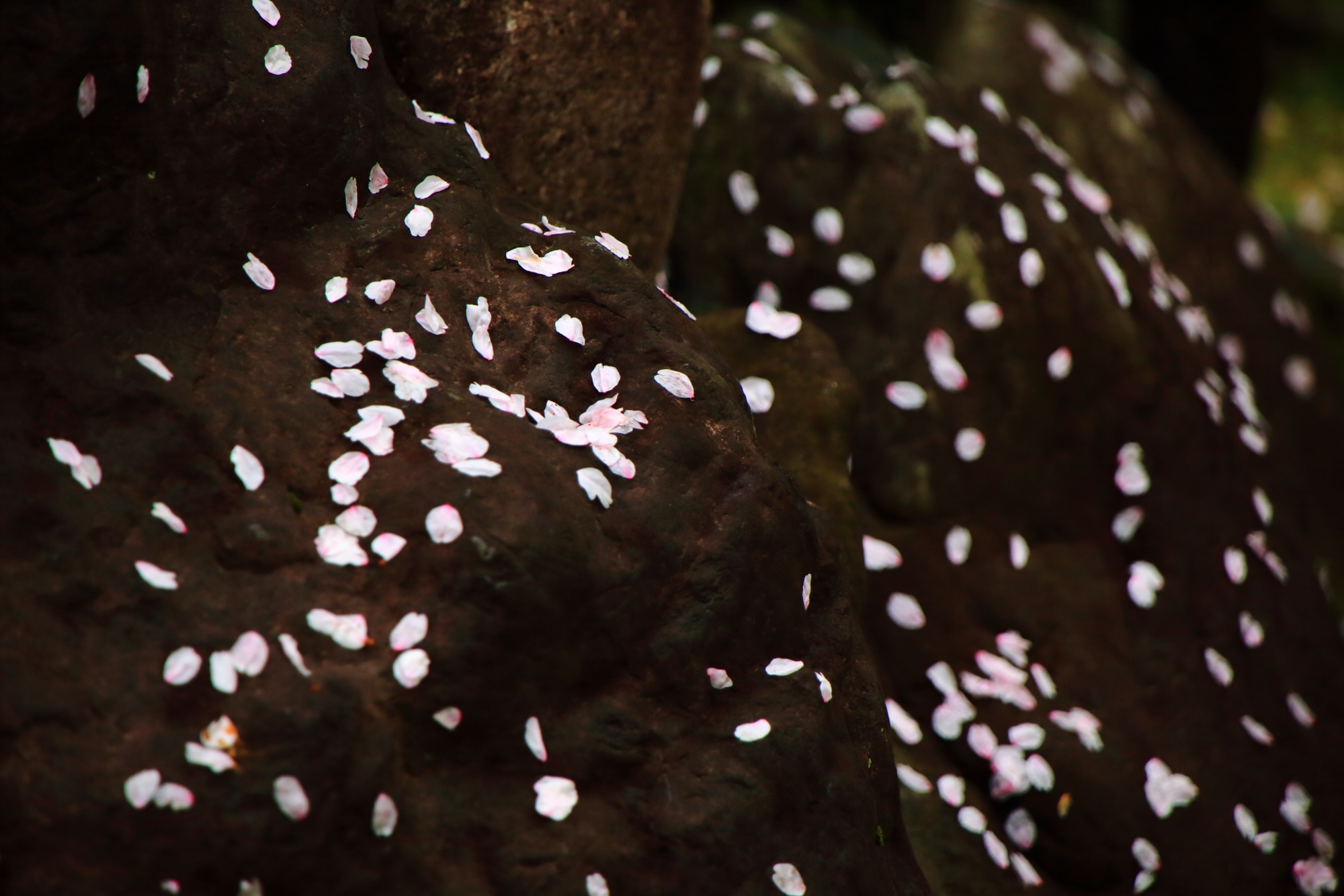 岩を華やぐ芸術的な散り桜