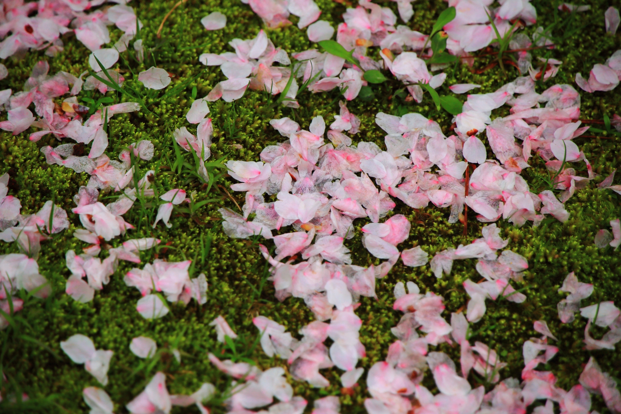 散って溜まったしっとりとしたピンクの花びら