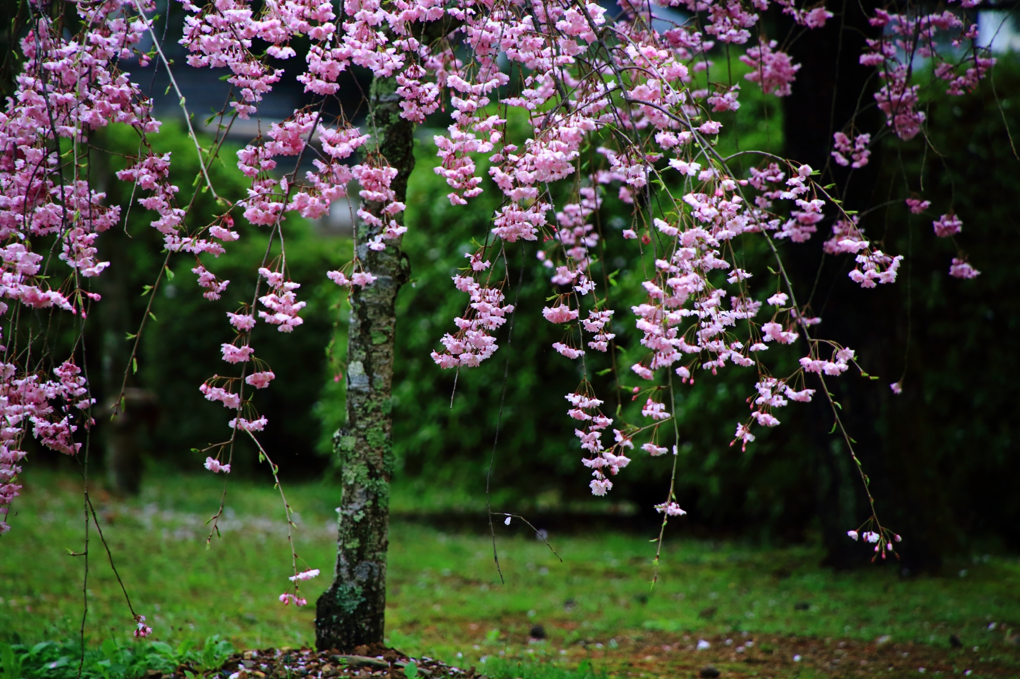雨になびく鮮やかで可憐なしだれ桜