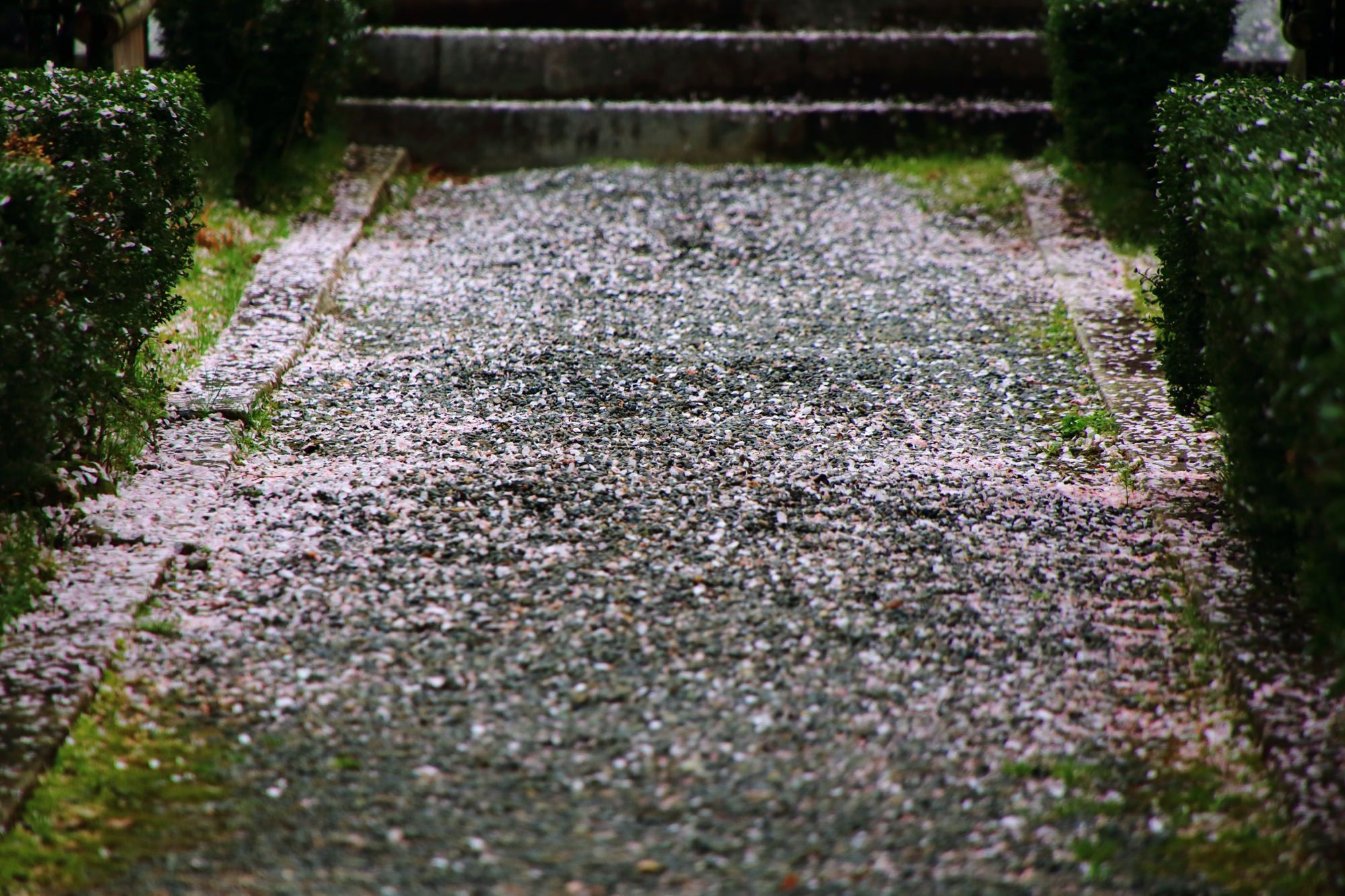 大覚寺の玄関前の散桜