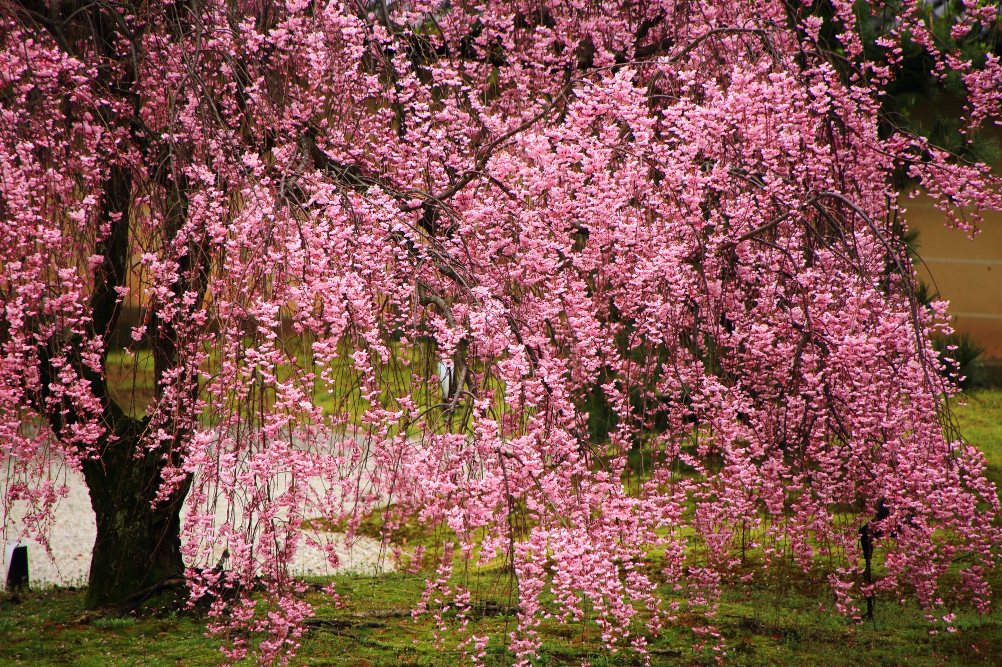 雨に輝く濃いピンクのしだれ桜