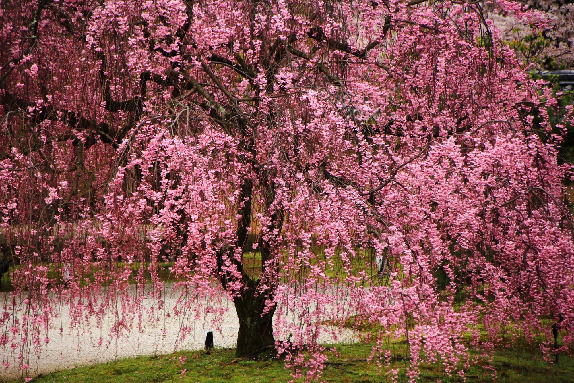 弾けんばかりに咲き誇る見事なしだれ桜